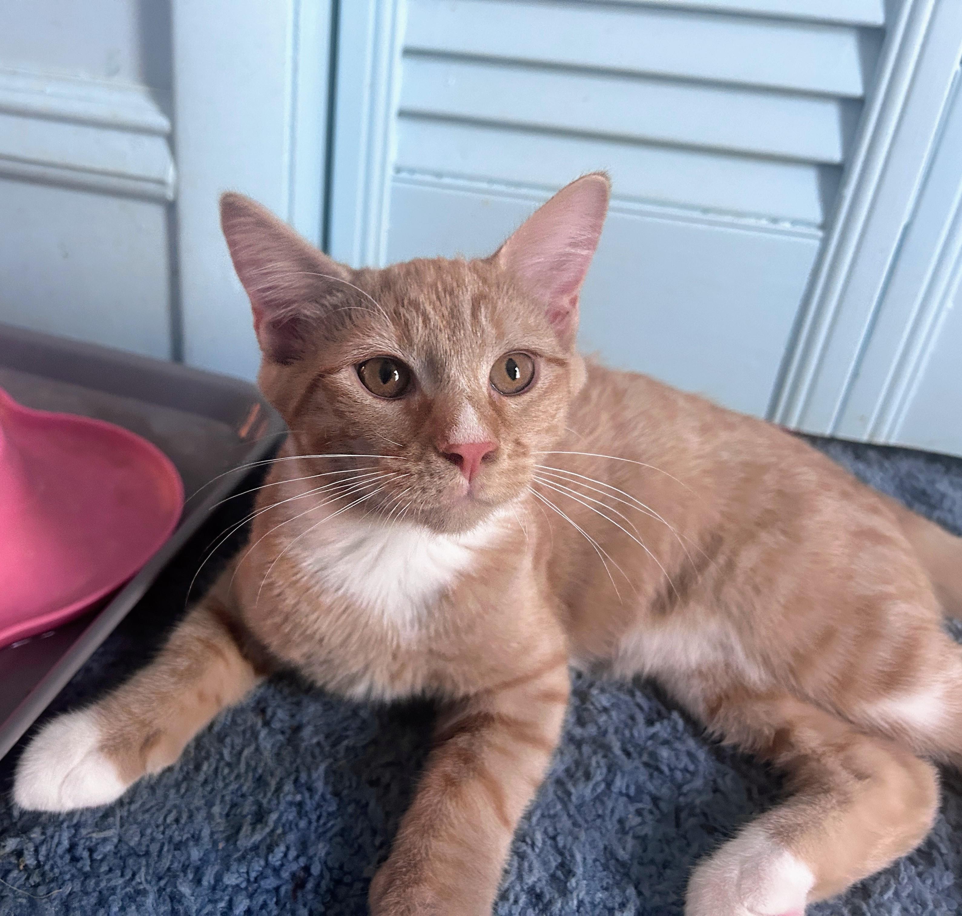 Spud, an adoptable mixed breed in Waynesboro, VA image 4/6
