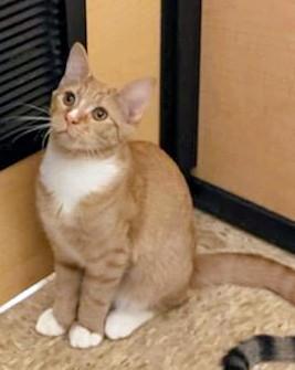 Enlarge Spud, a Adoptable mixed breed in Waynesboro, VA image 3/6