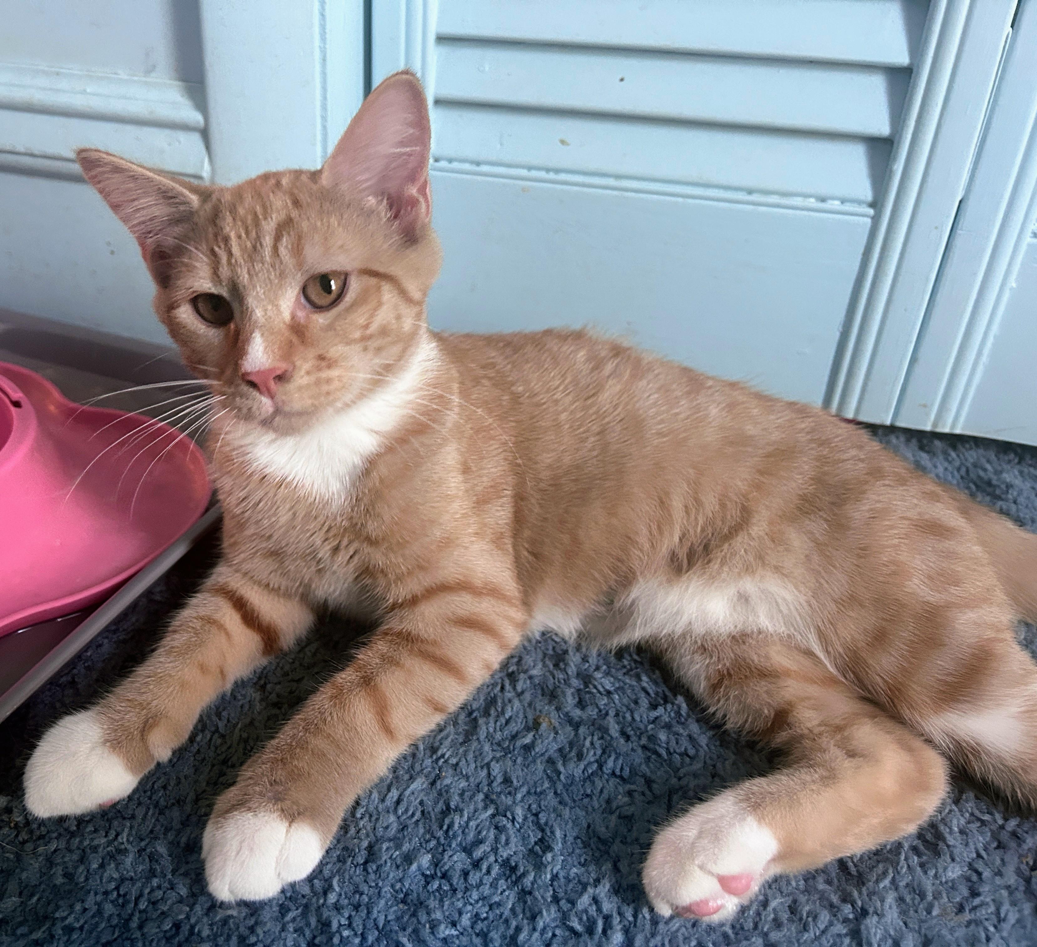 Spud, an adoptable mixed breed in Waynesboro, VA image 5/6