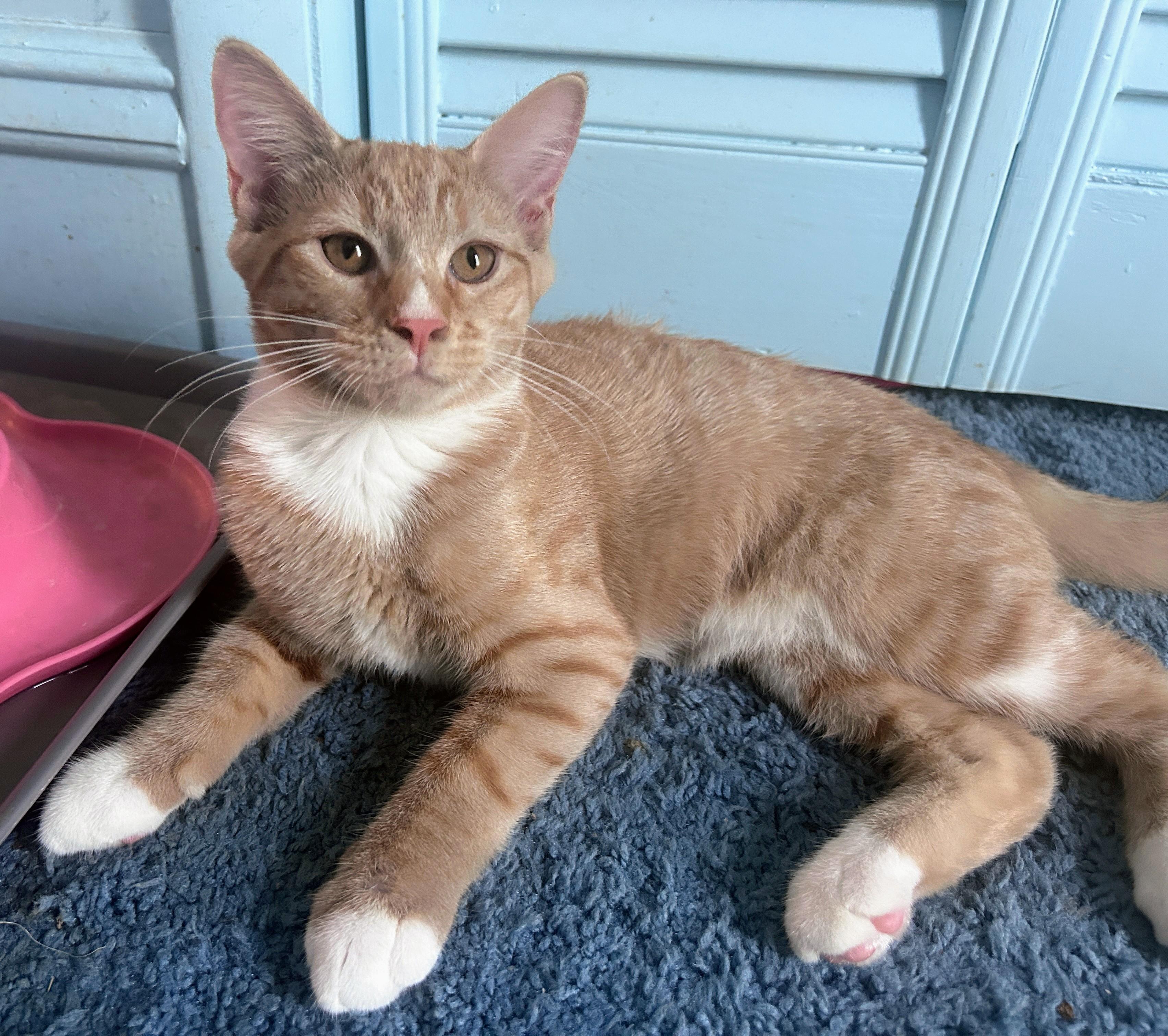 Spud, an adoptable mixed breed in Waynesboro, VA image 3/6
