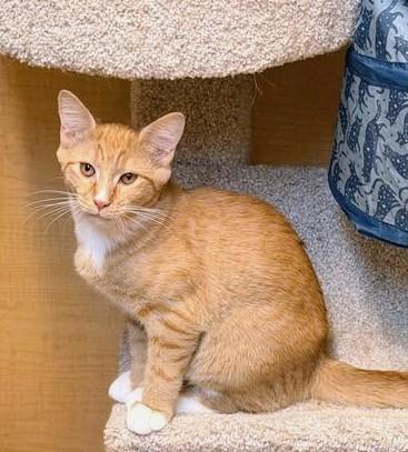 Spud, an adoptable mixed breed in Waynesboro, VA image 2/6