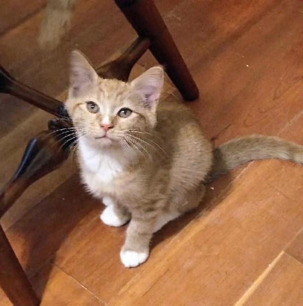 Spud, an adoptable mixed breed in Waynesboro, VA image 6/6