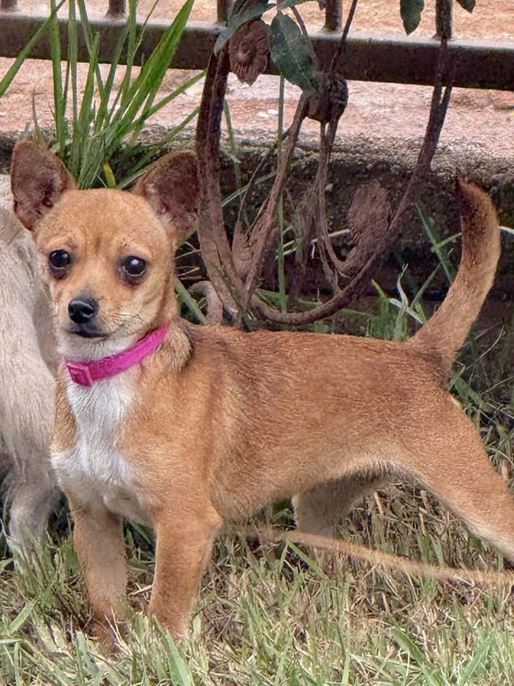 Banana, Adoptable, Young Female Chihuahua.
