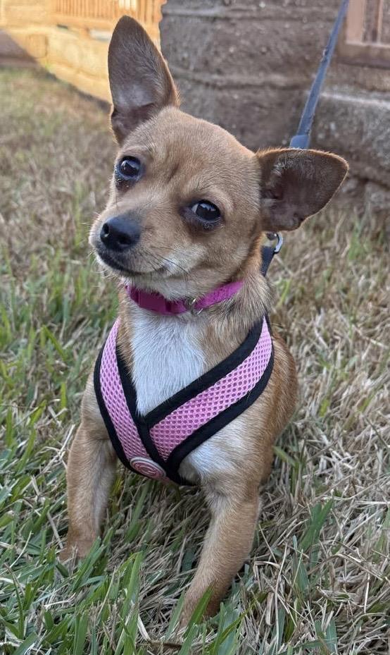 Banana, a Adoptable Chihuahua in San Diego, CA image 2/3