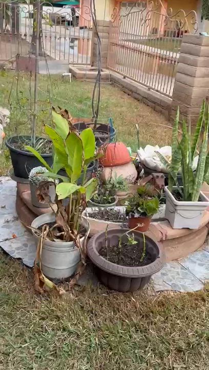 Enlarge Banana, a Adoptable Chihuahua in San Diego, CA video 3/3