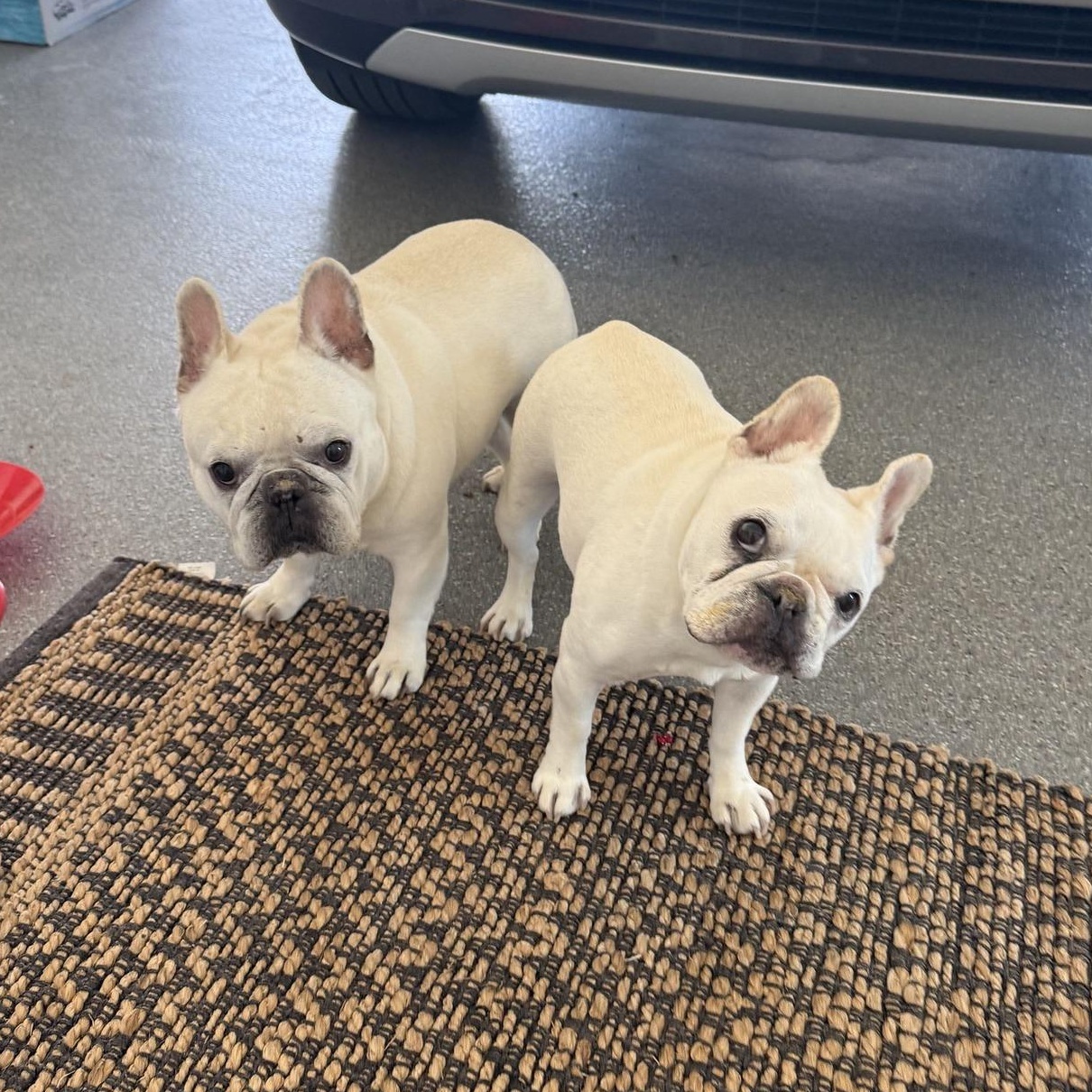 Enlarge Phoebe and Fats (Bonded Pair), an adopted French Bulldog in Springdale, AR image 1/1