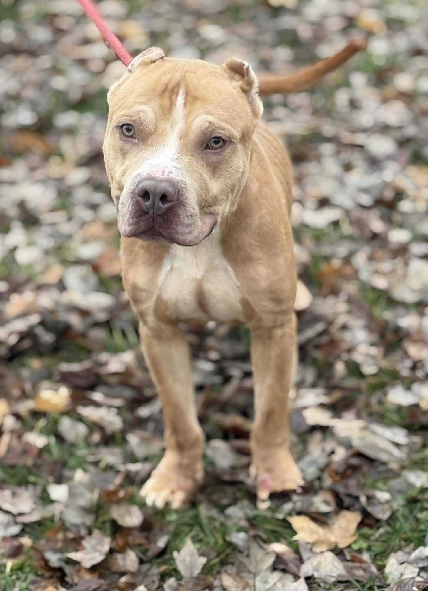 Enlarge Maximus (in a FOSTER home), a Adoptable mixed breed in Springfield, IL image 3/4