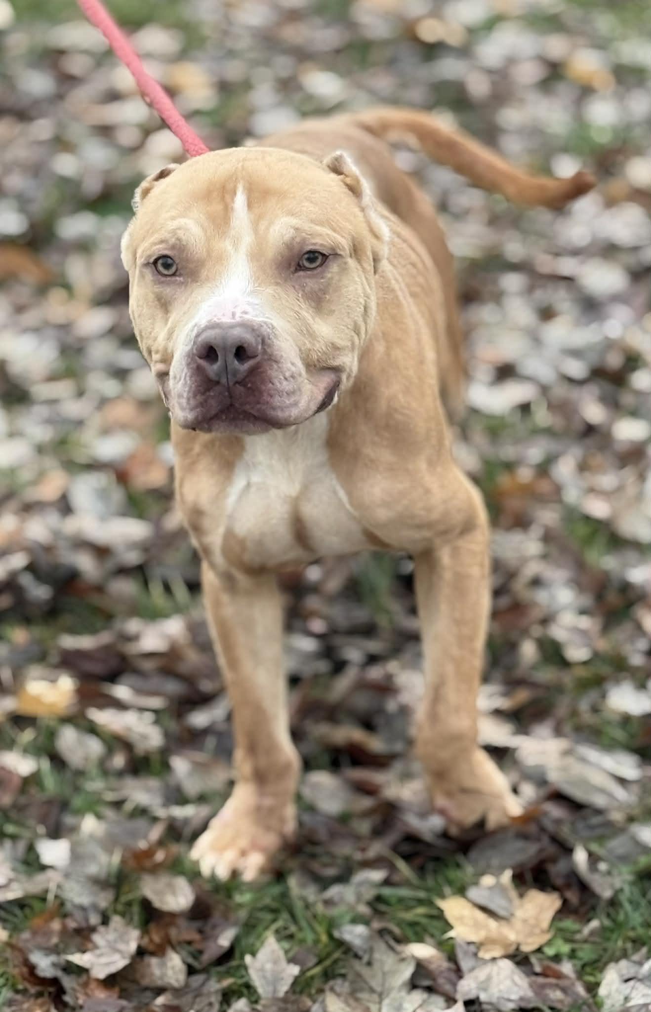 Enlarge Maximus (in a FOSTER home), a Adoptable mixed breed in Springfield, IL image 2/4