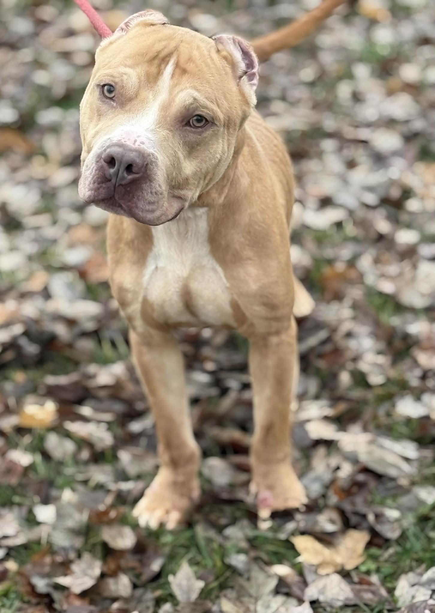 Maximus (in a FOSTER home), Adoptable, Adult Male Pit Bull Terrier & Mixed Breed.