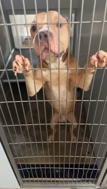 Enlarge Maximus (in a FOSTER home), a Adoptable mixed breed in Springfield, IL video 4/4