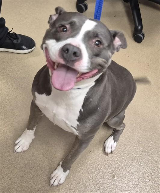 Enlarge JENGA, a Adoptable Pit Bull Terrier in Decatur, IL image 1/1