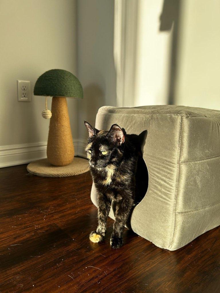 Enlarge Jinxie, a Adoptable mixed breed in Walled Lake, MI image 1/3