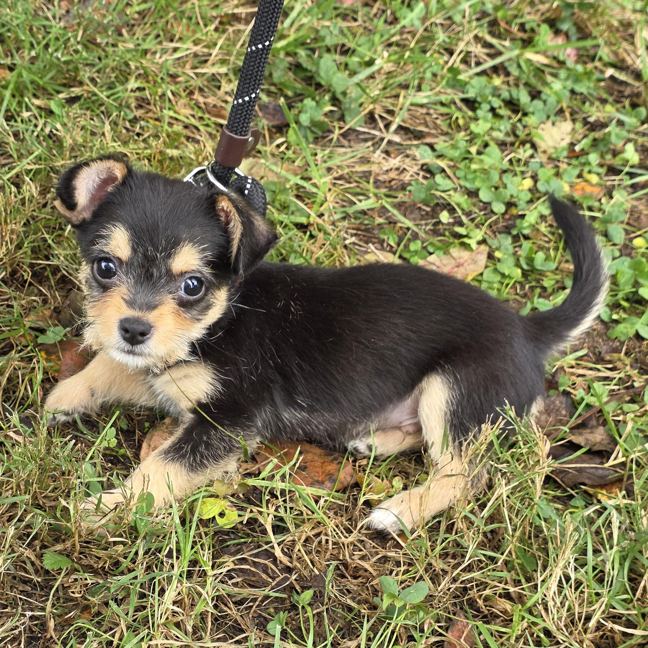 Enlarge Biggie, a Adoptable Mixed Breed in Greensboro, NC image 3/6