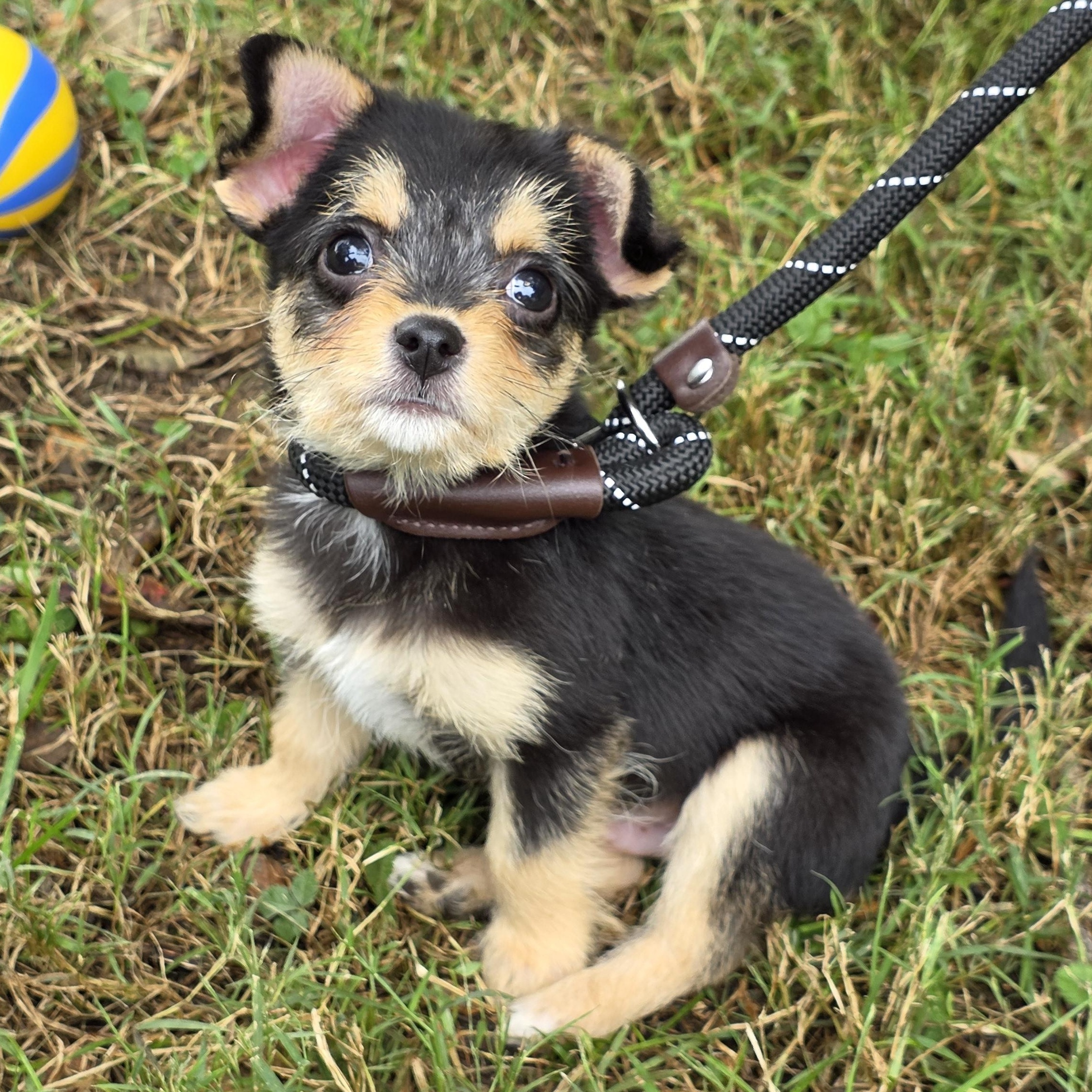 Biggie, Adoptable, Young Male Mixed Breed.