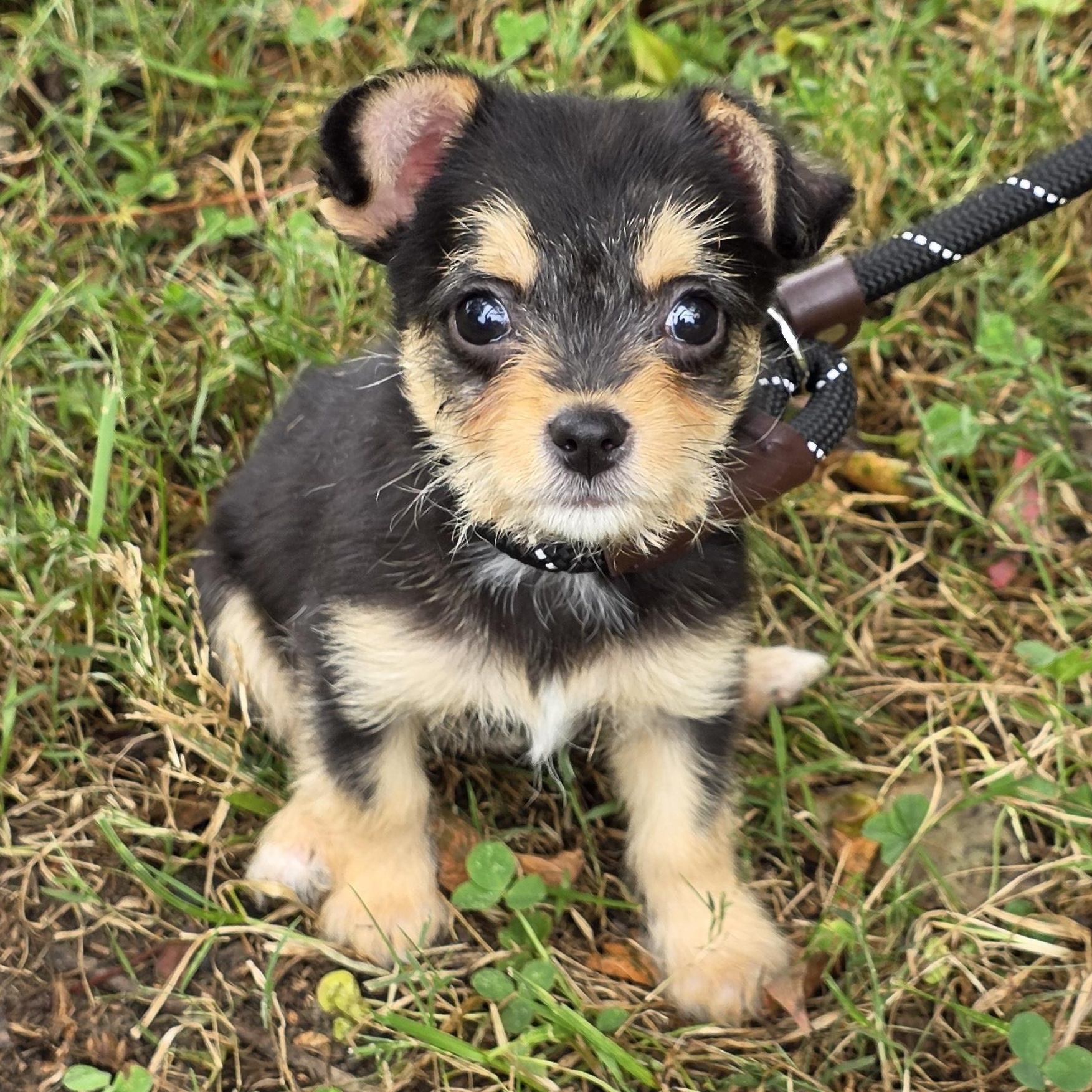 Enlarge Biggie, a Adoptable Mixed Breed in Greensboro, NC image 2/6
