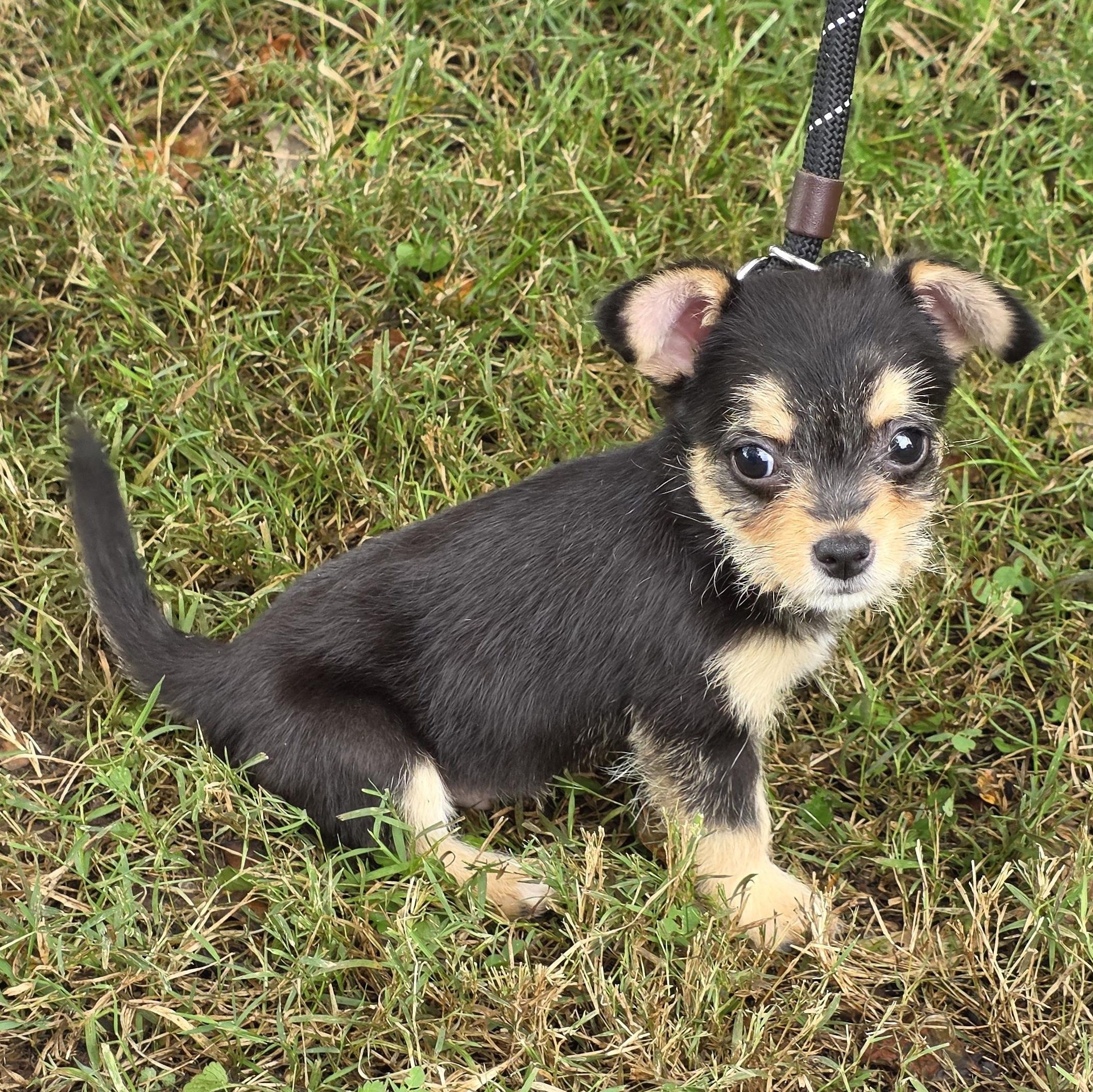 Enlarge Biggie, a Adoptable Mixed Breed in Greensboro, NC image 4/6