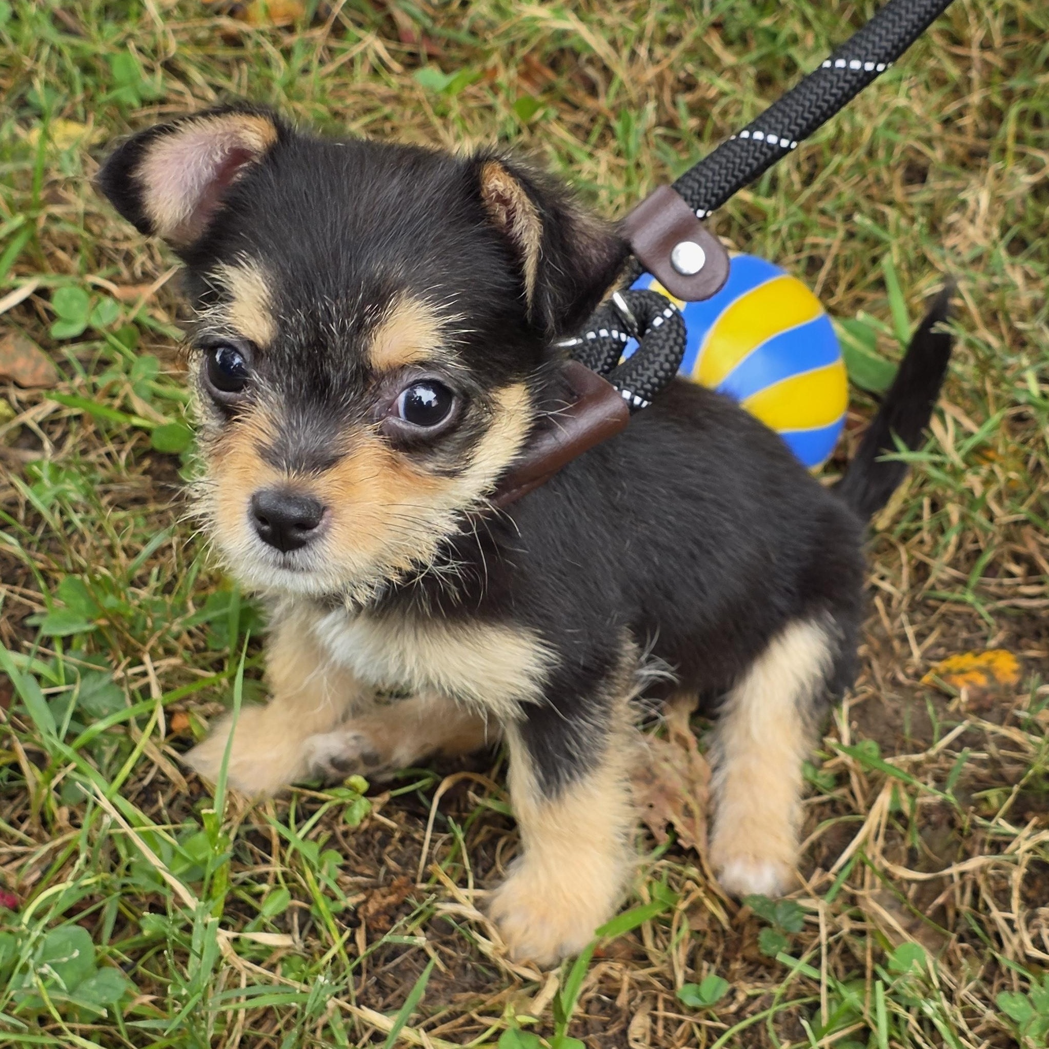 Enlarge Biggie, a Adoptable Mixed Breed in Greensboro, NC image 6/6