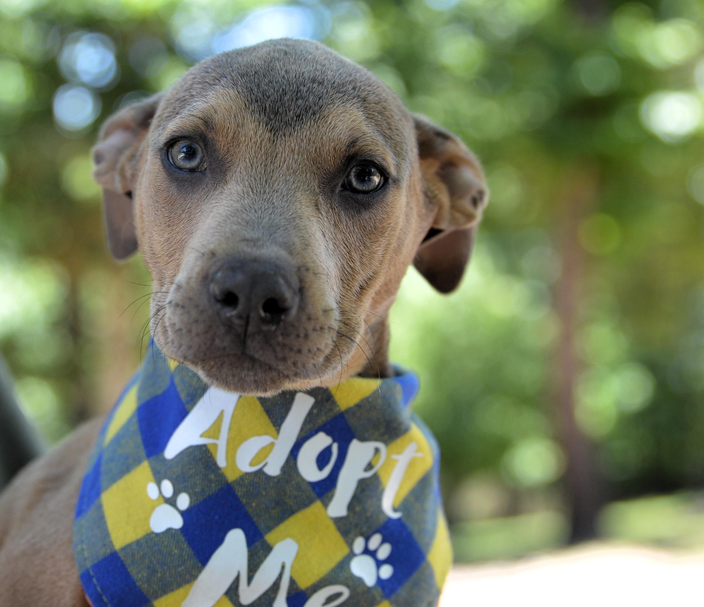 Enlarge Scooby Doo, a ADOPTABLE mixed breed in North Attleboro, MA image 1/6