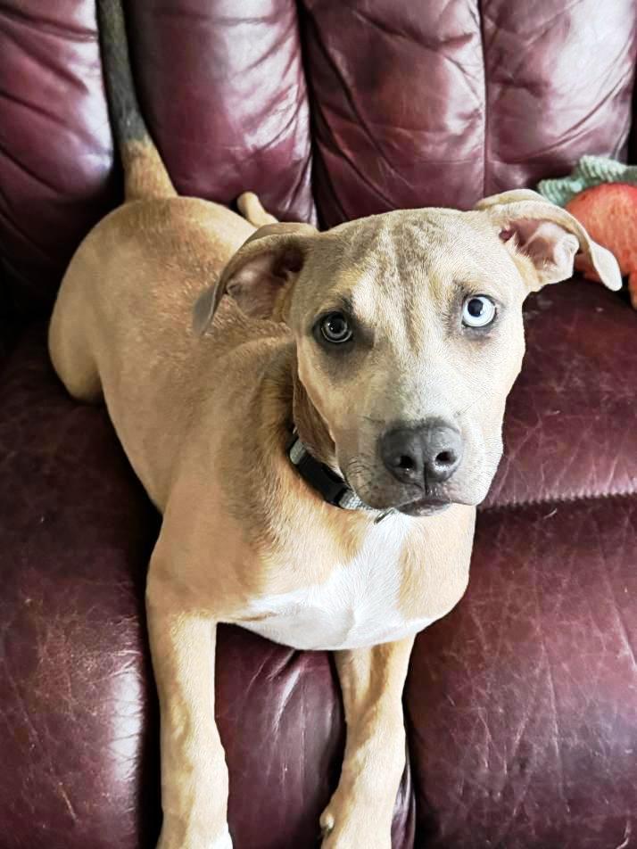 Scooby Frisbee King, ADOPTABLE, Young Male Retriever & Terrier.