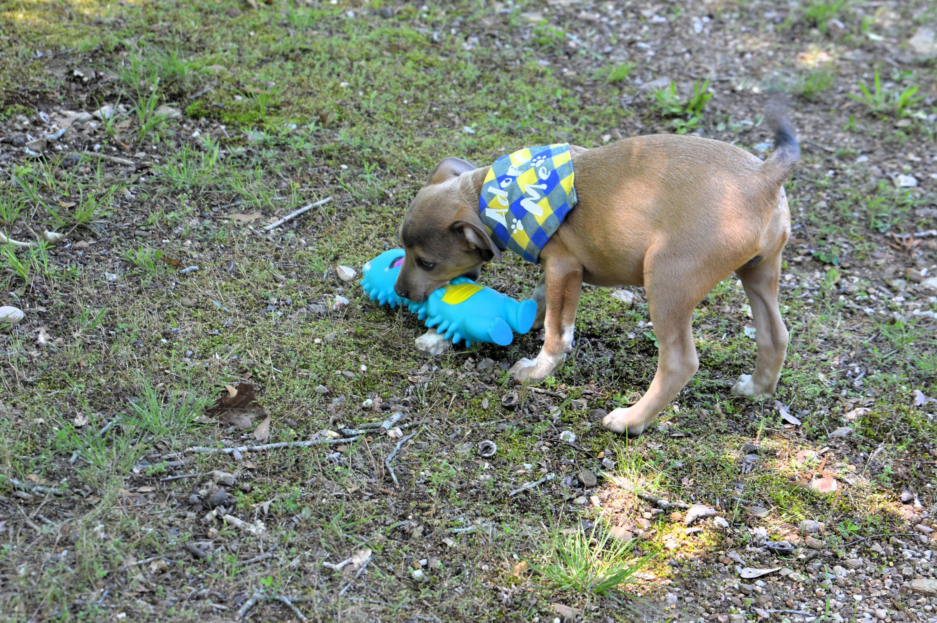Enlarge Scooby Doo, a ADOPTABLE mixed breed in North Attleboro, MA image 3/6
