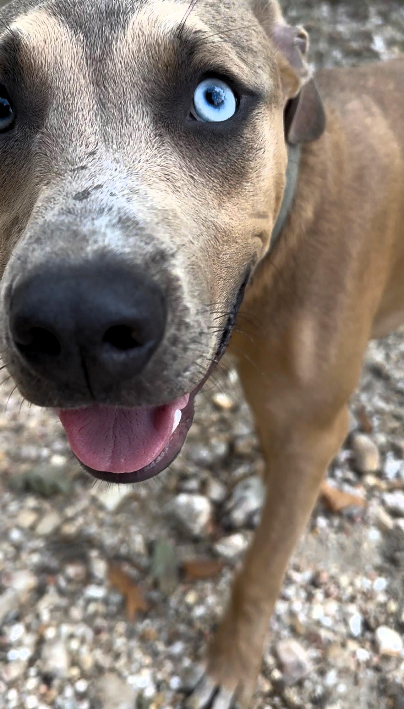 Enlarge Scooby Frisbee King, a ADOPTABLE mixed breed in Gloucester, MA image 3/6