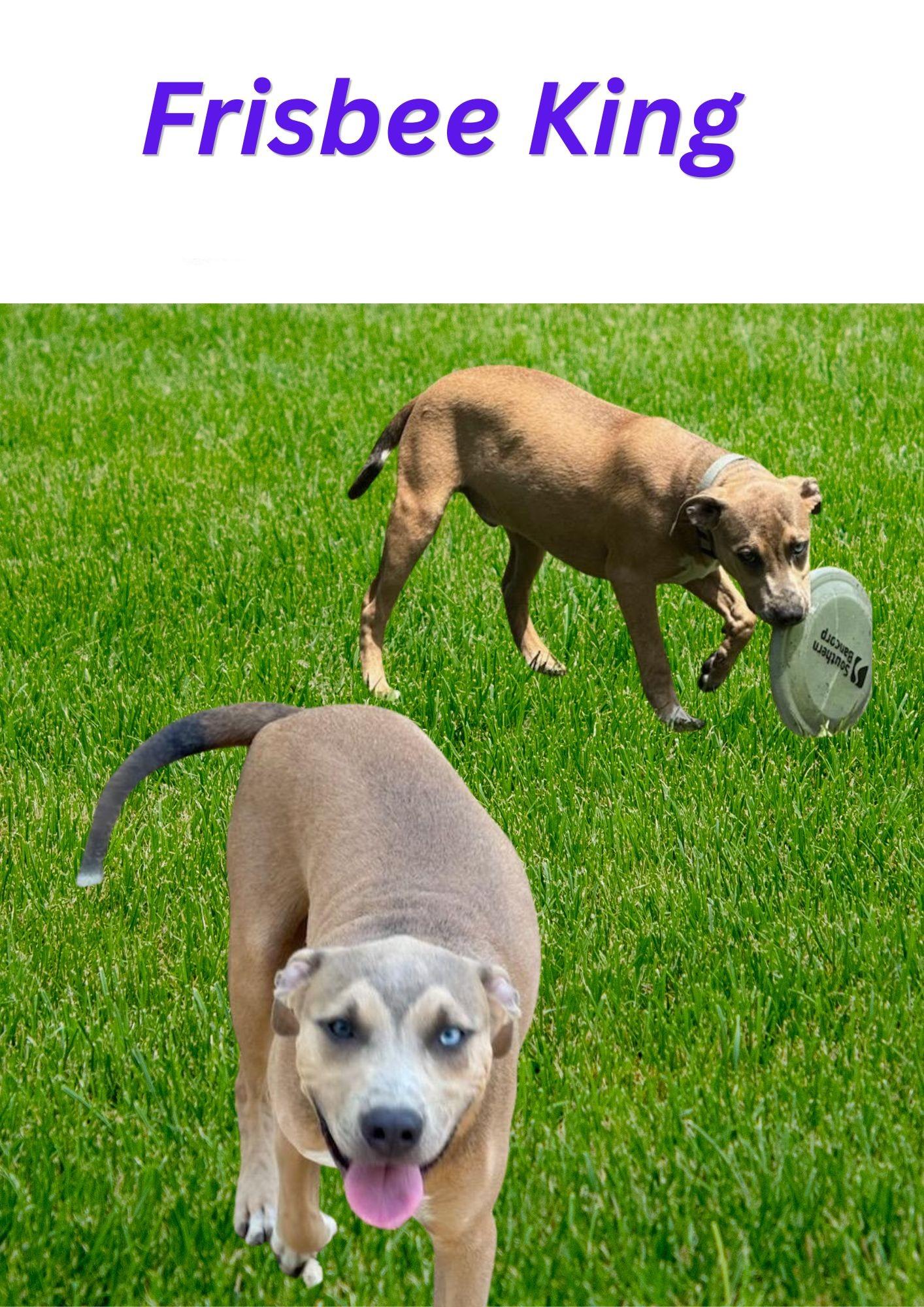 Scooby Frisbee King, a ADOPTABLE mixed breed in Manchester, CT image 6/6
