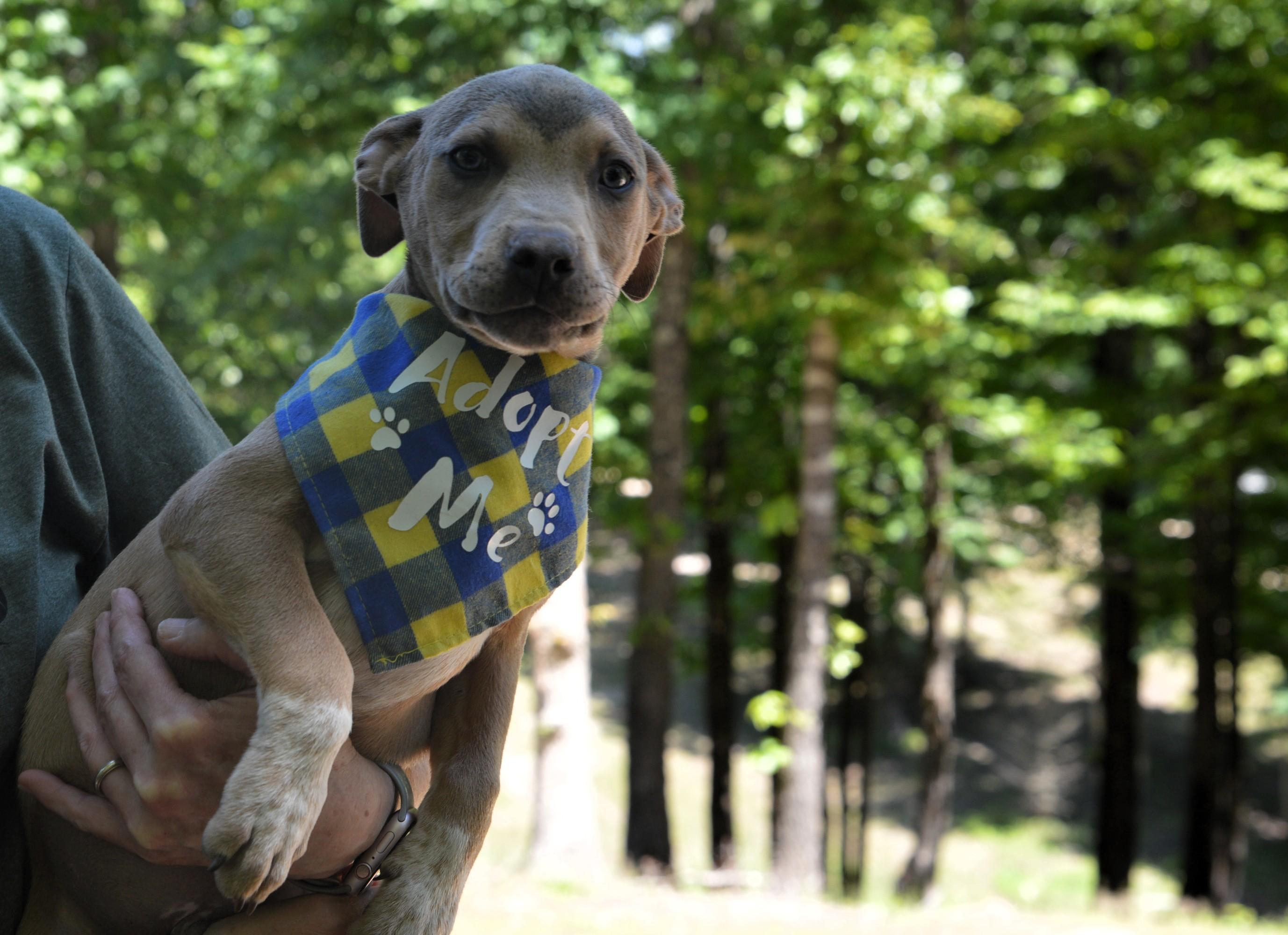 Enlarge Scooby Doo, a ADOPTABLE mixed breed in North Attleboro, MA image 5/6