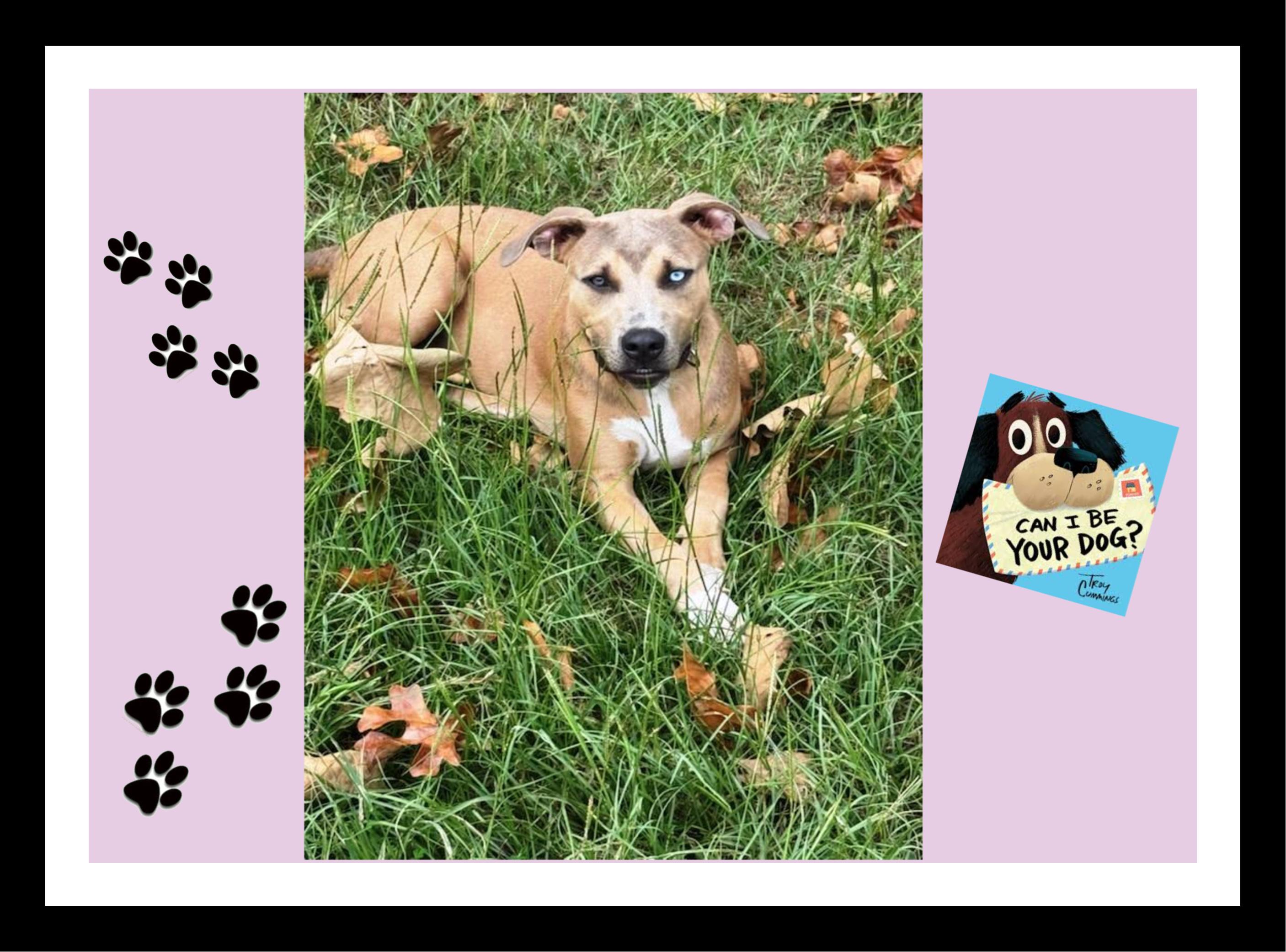 Scooby Frisbee King, a ADOPTABLE mixed breed in Manchester, CT image 1/6