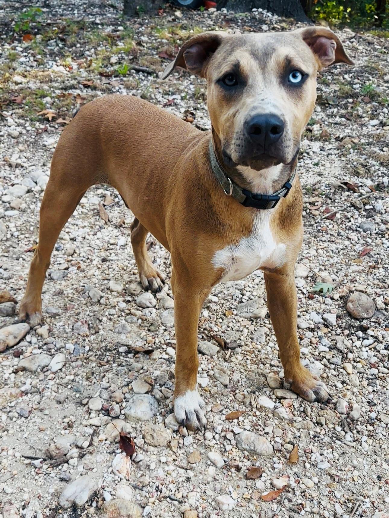 Enlarge Scooby Waived Adoption Fee, a Adoptable mixed breed in Beverly, MA image 1/6