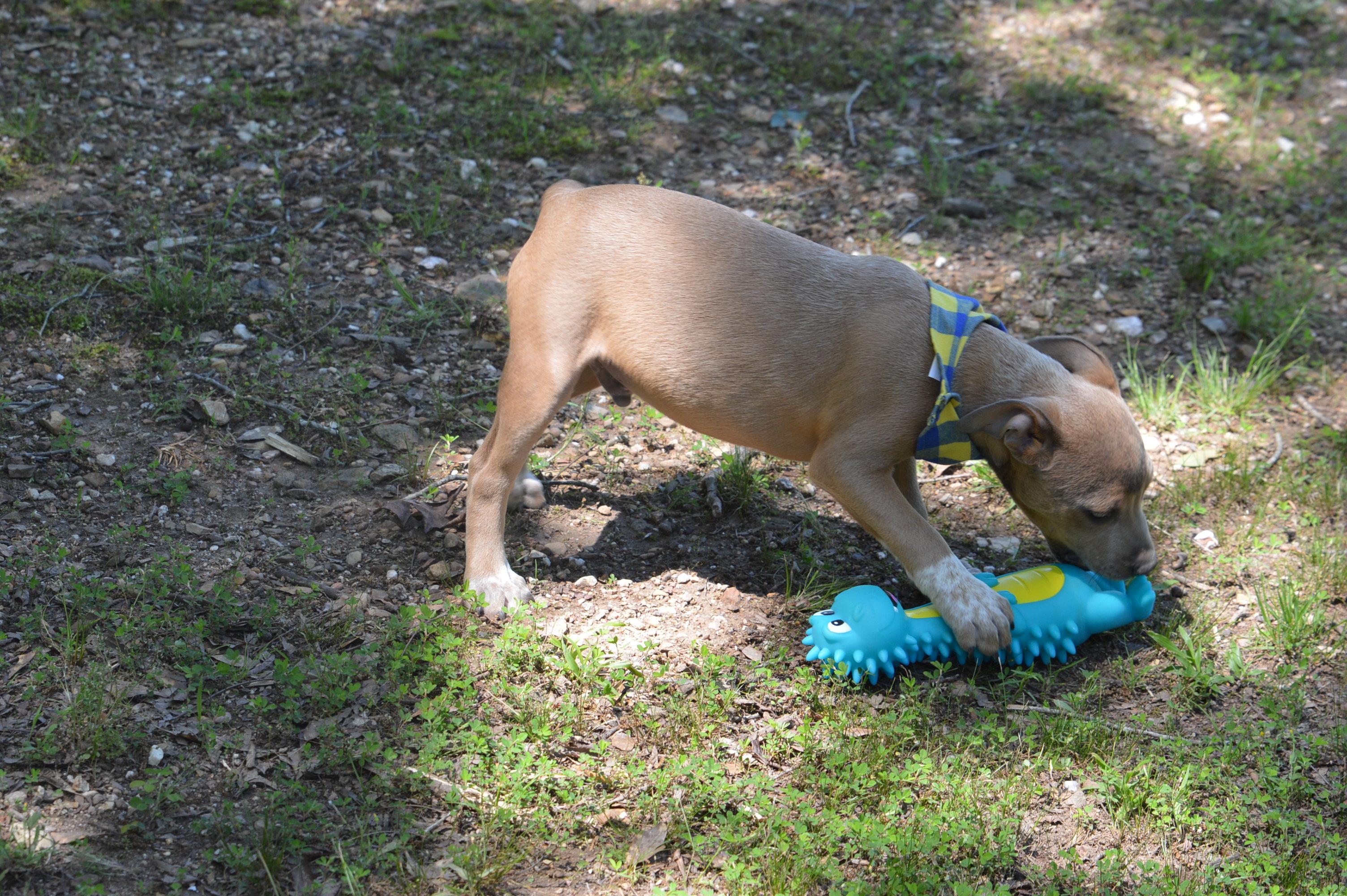 Enlarge Scooby Doo, a ADOPTABLE mixed breed in North Attleboro, MA image 4/6