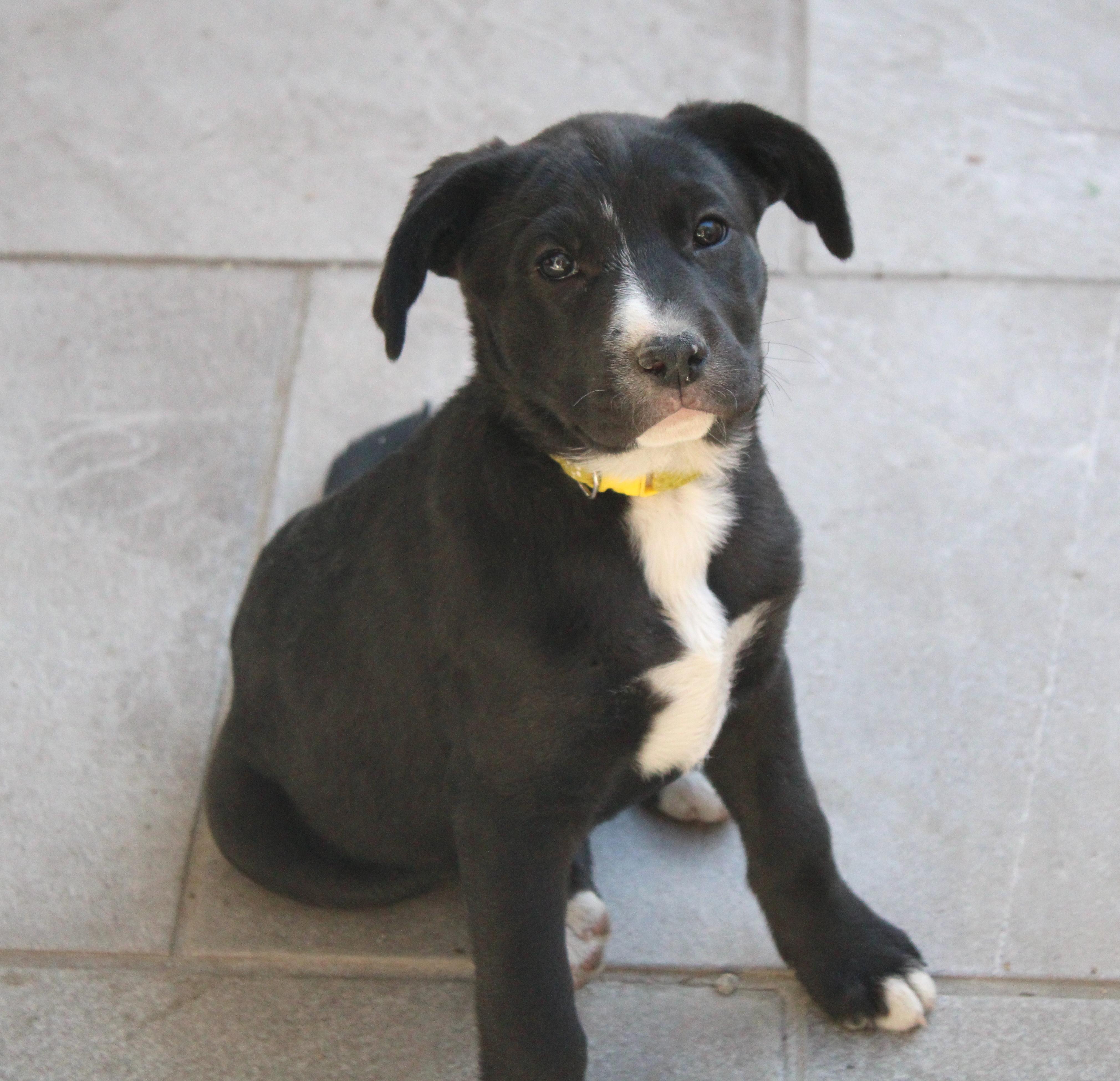 Mika, an adoptable Black Labrador Retriever in Mexicali, BCN, 21280 | Photo Image 1