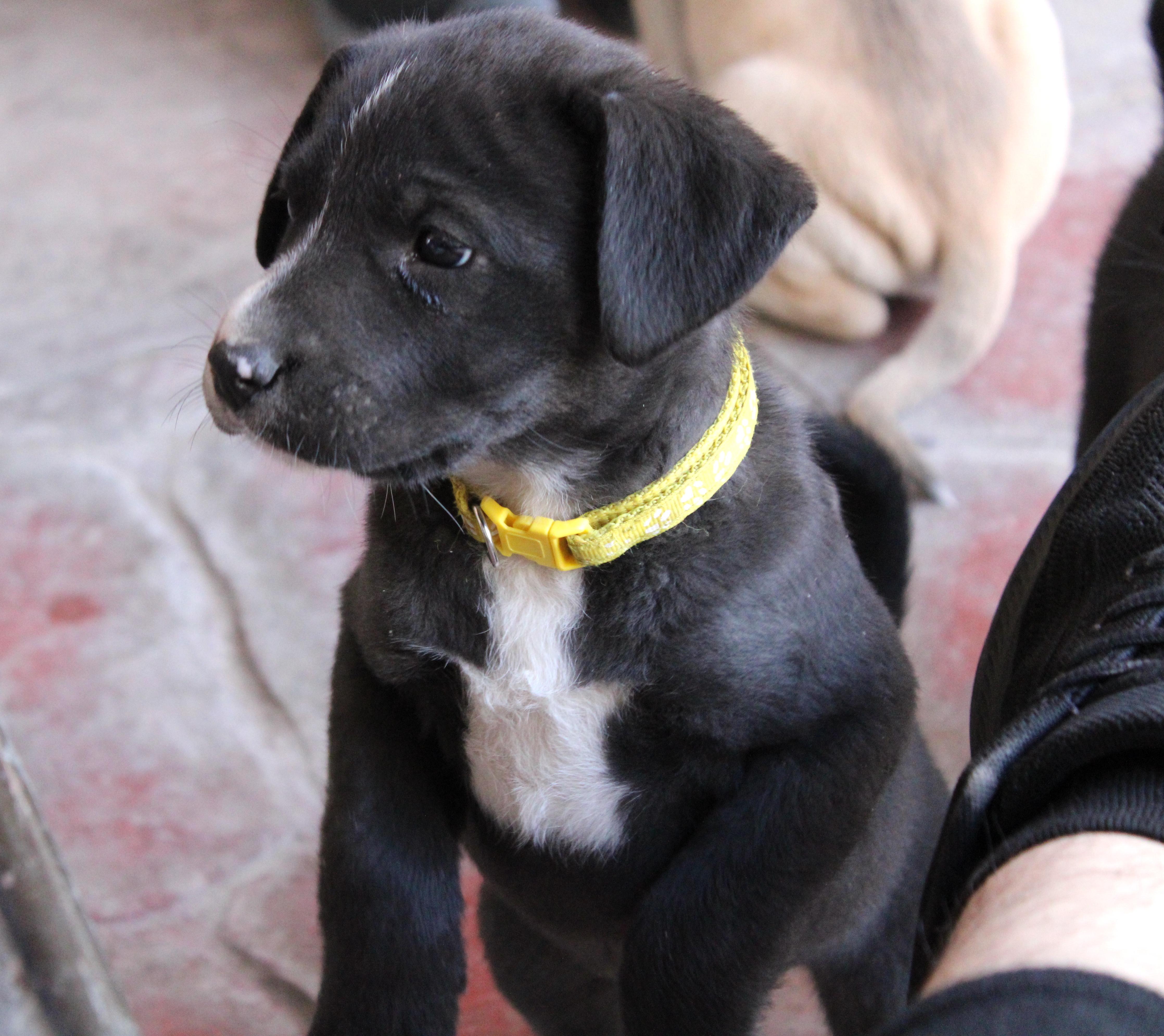 Mika, an adoptable Black Labrador Retriever in Mexicali, BCN, 21280 | Photo Image 3