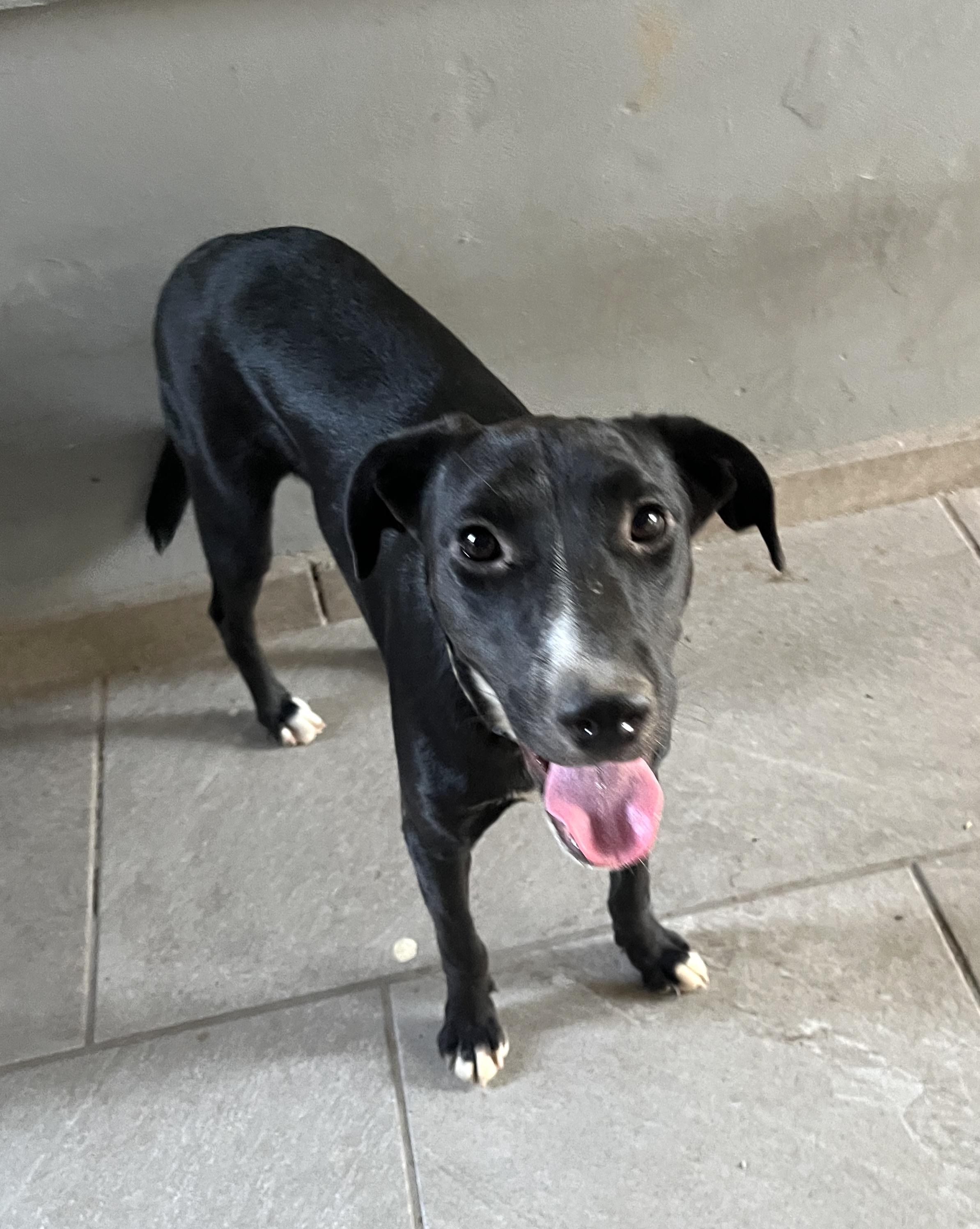 Mika, an adoptable Black Labrador Retriever in Mexicali, BCN, 21280 | Photo Image 2