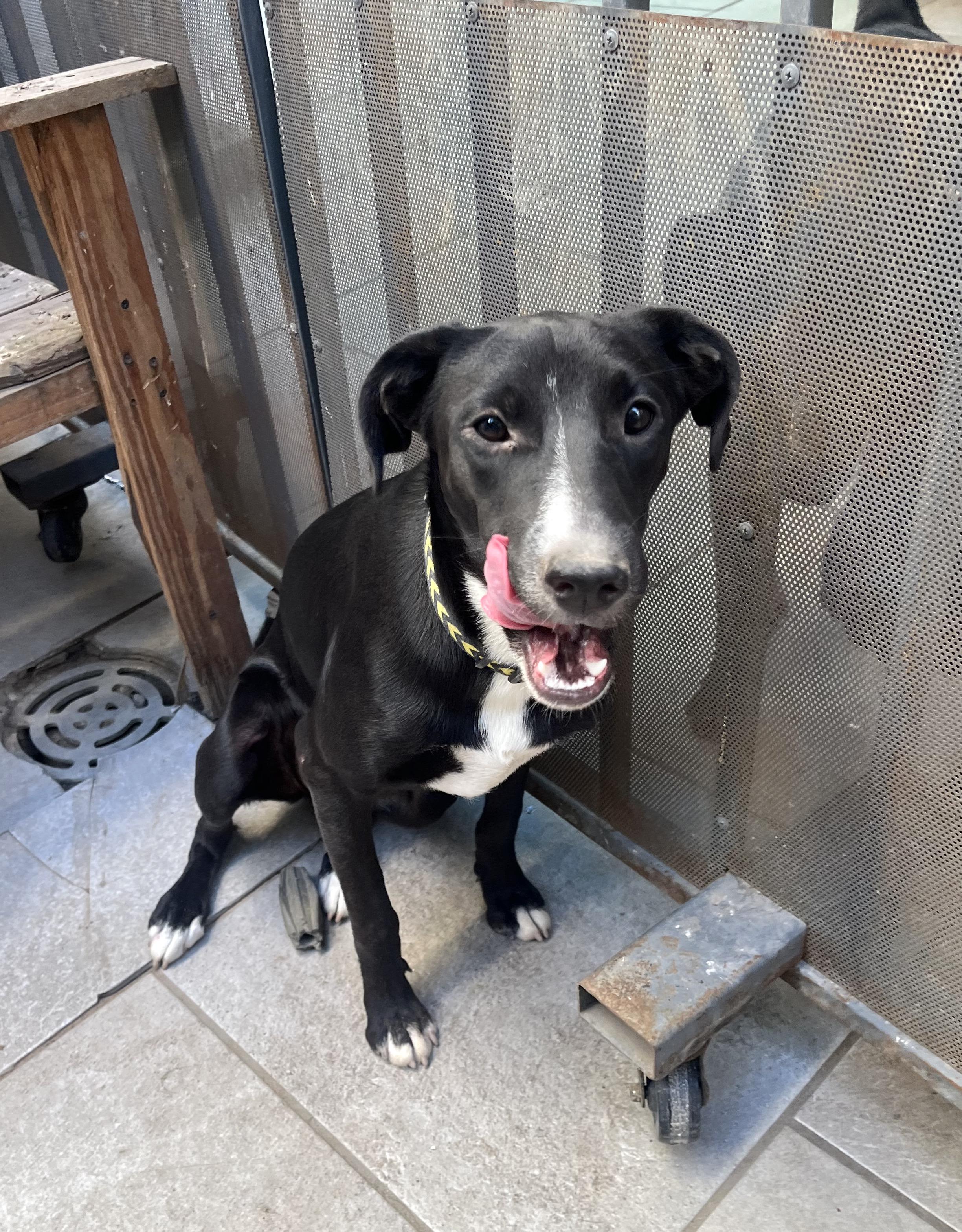 Mika — thumbnail 4