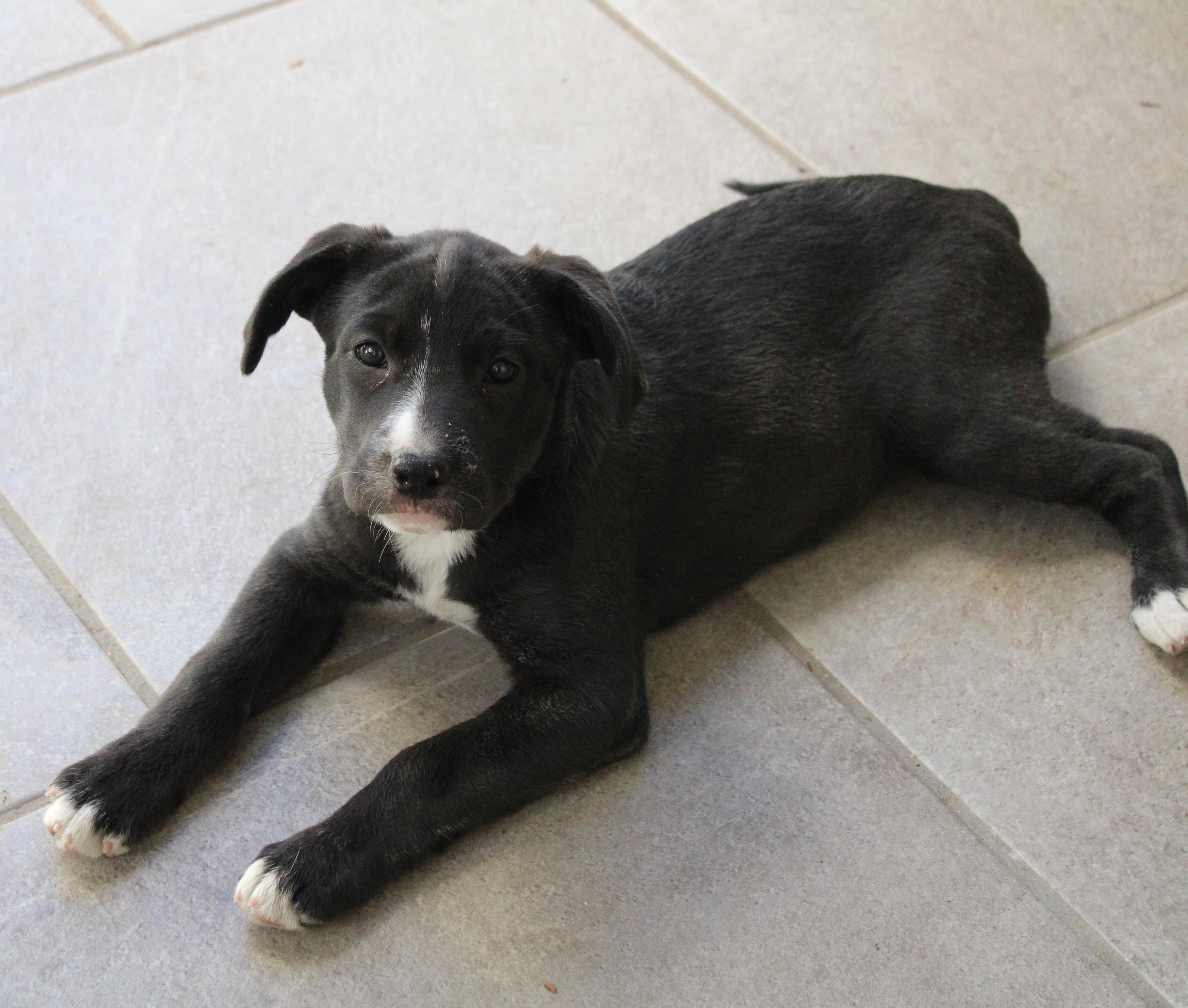 Mika, an adoptable Black Labrador Retriever in Mexicali, BCN, 21280 | Photo Image 4