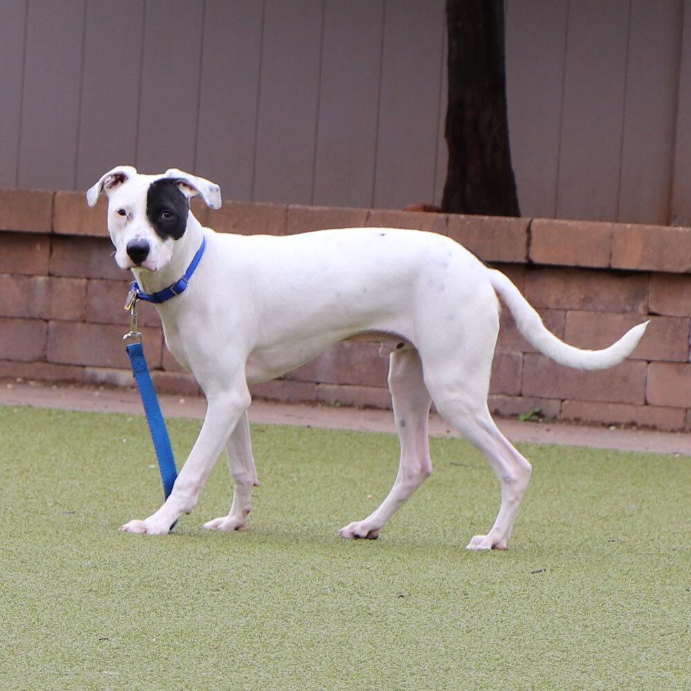 Macaroni thumbnail 4