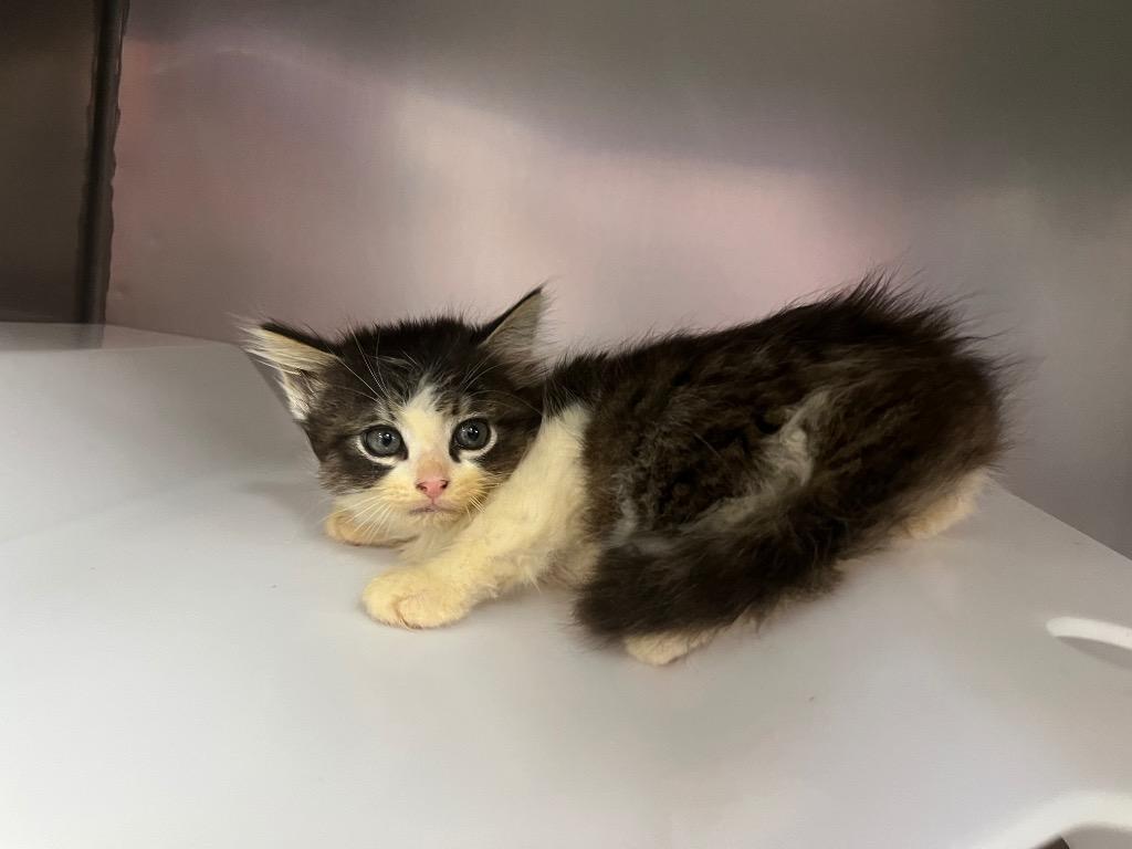 Bean, Adoptable, Kitten Female Domestic Medium Hair.