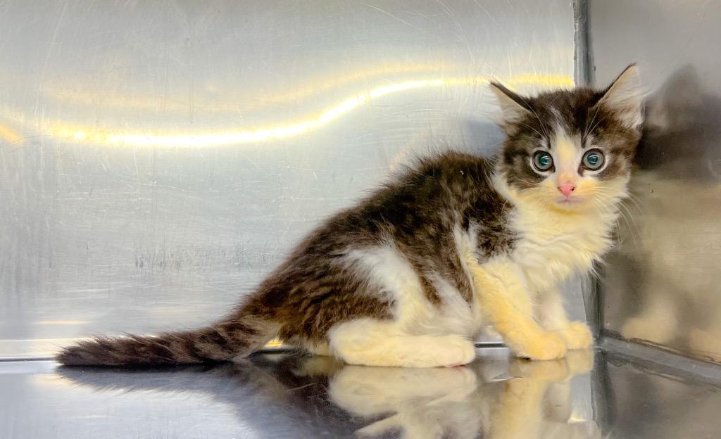 Bean, a Adoptable mixed breed in Murray, KY image 2/2