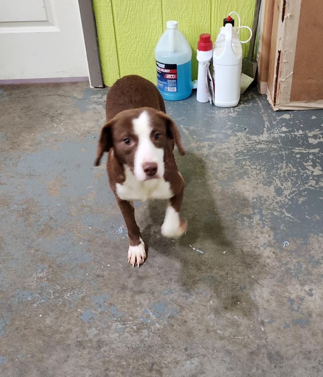 Tara, Adoptable, Young Female Mixed Breed.