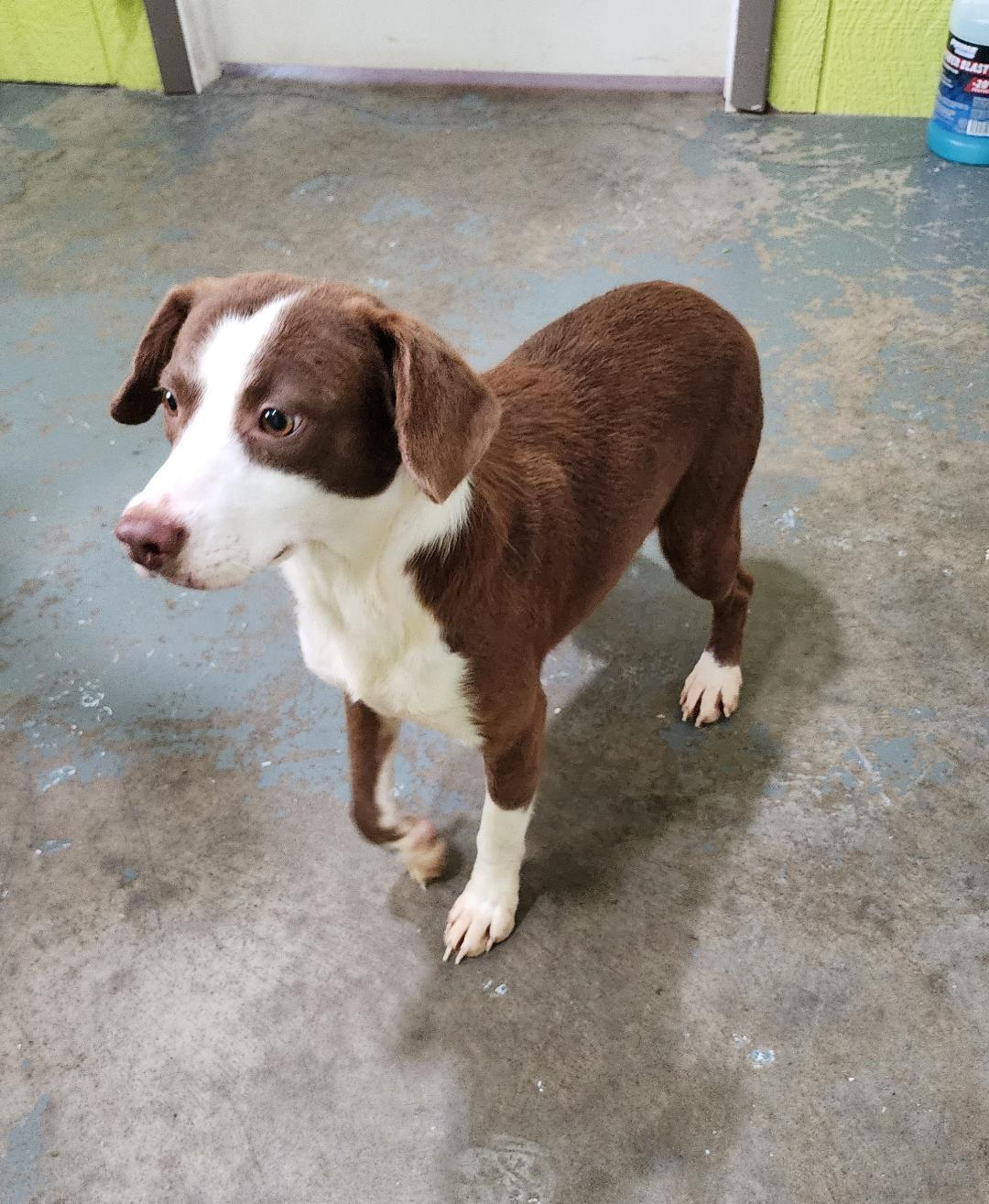 Tara, a Adoptable Mixed Breed in Point Pleasant, WV image 2/2