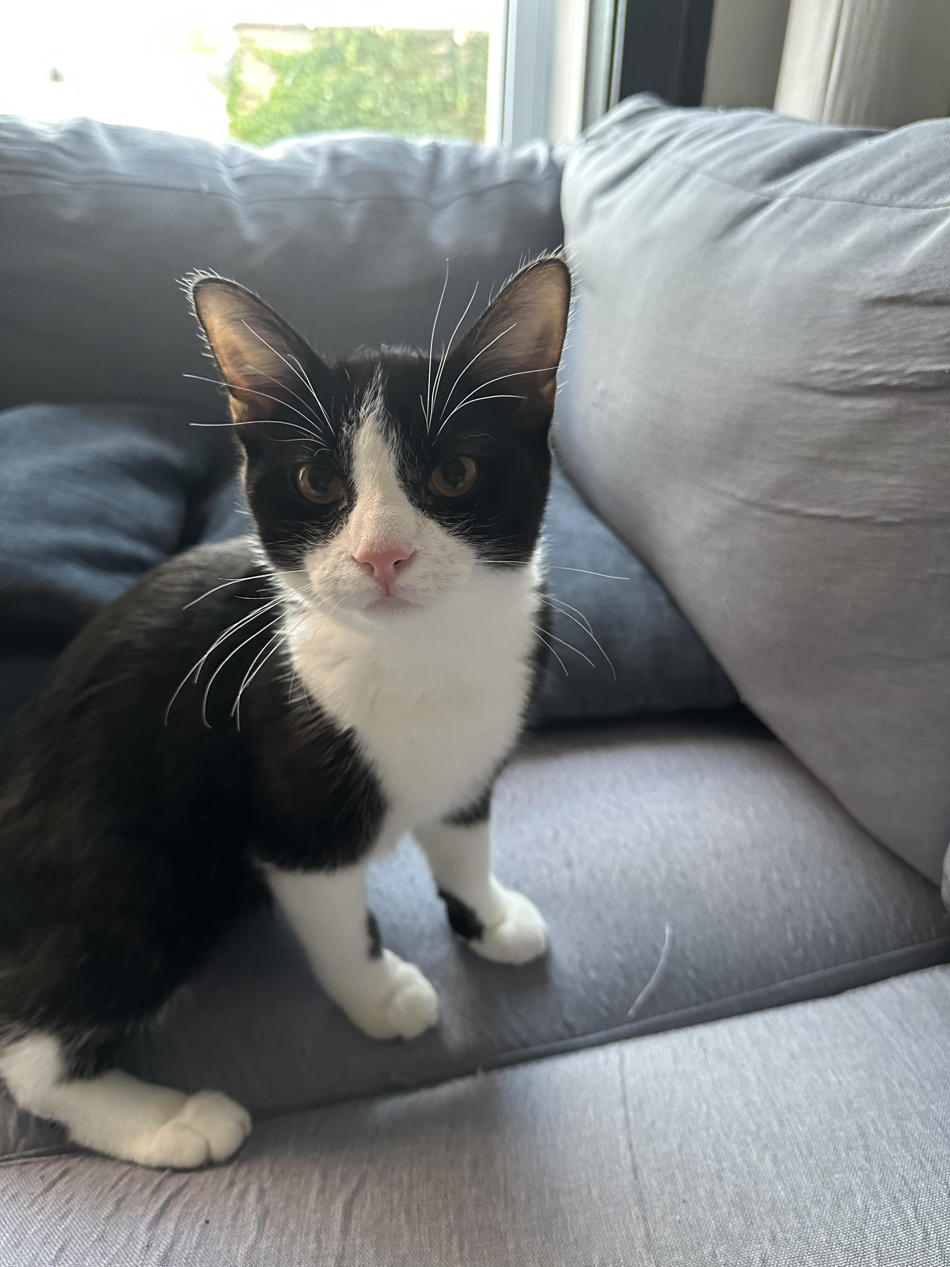 Juggy (& Tobi), Adopted, Kitten Male Domestic Short Hair.