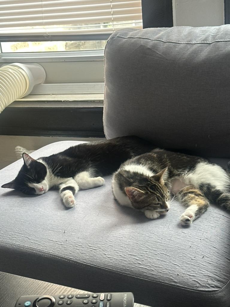 Juggy (& Tobi), a Adopted Domestic Short Hair in Chicago, IL image 2/3