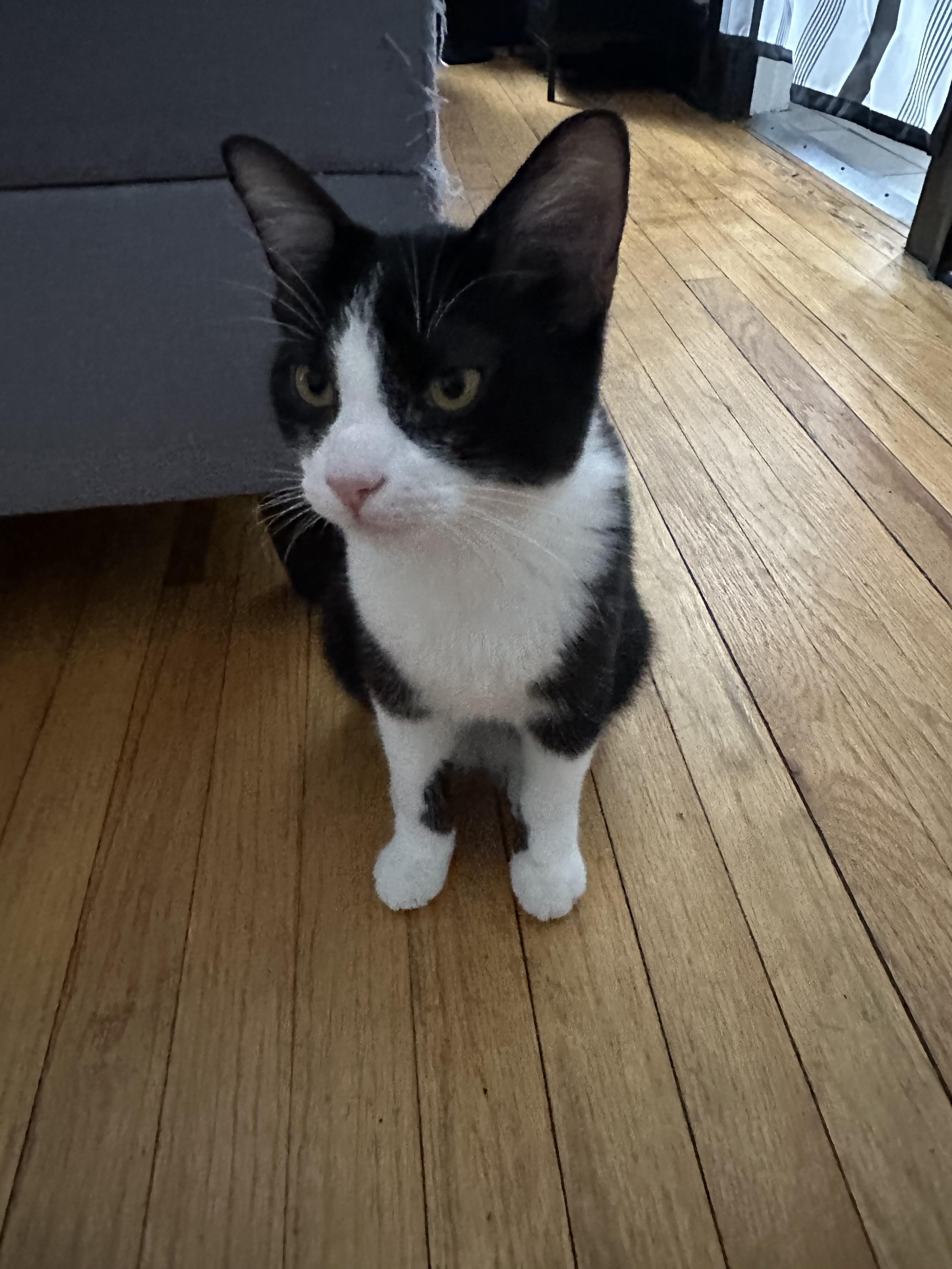 Juggy (& Tobi), a Adopted Domestic Short Hair in Chicago, IL image 3/3