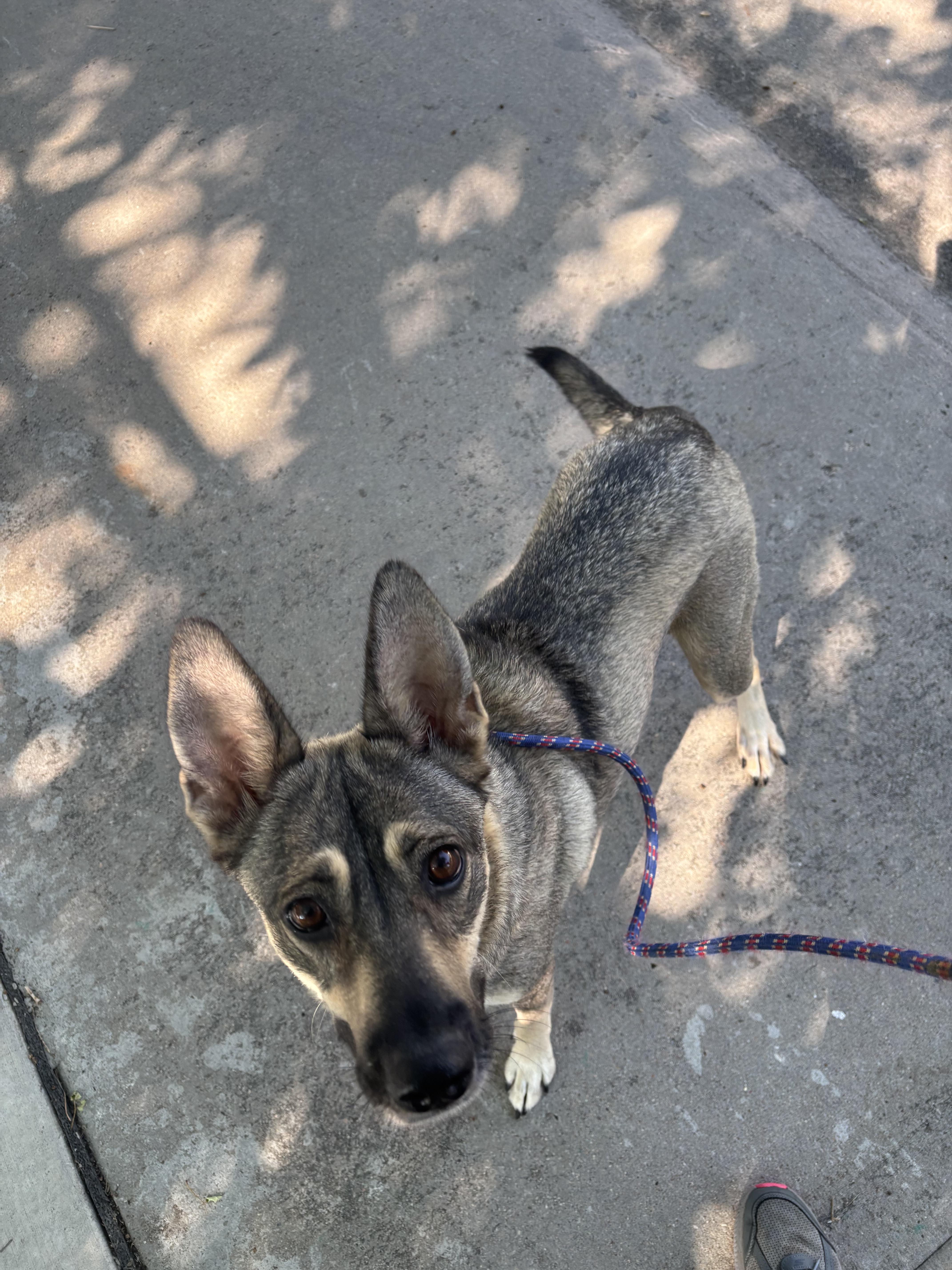 Cuba, ADOPTABLE, Young Female German Shepherd Dog.