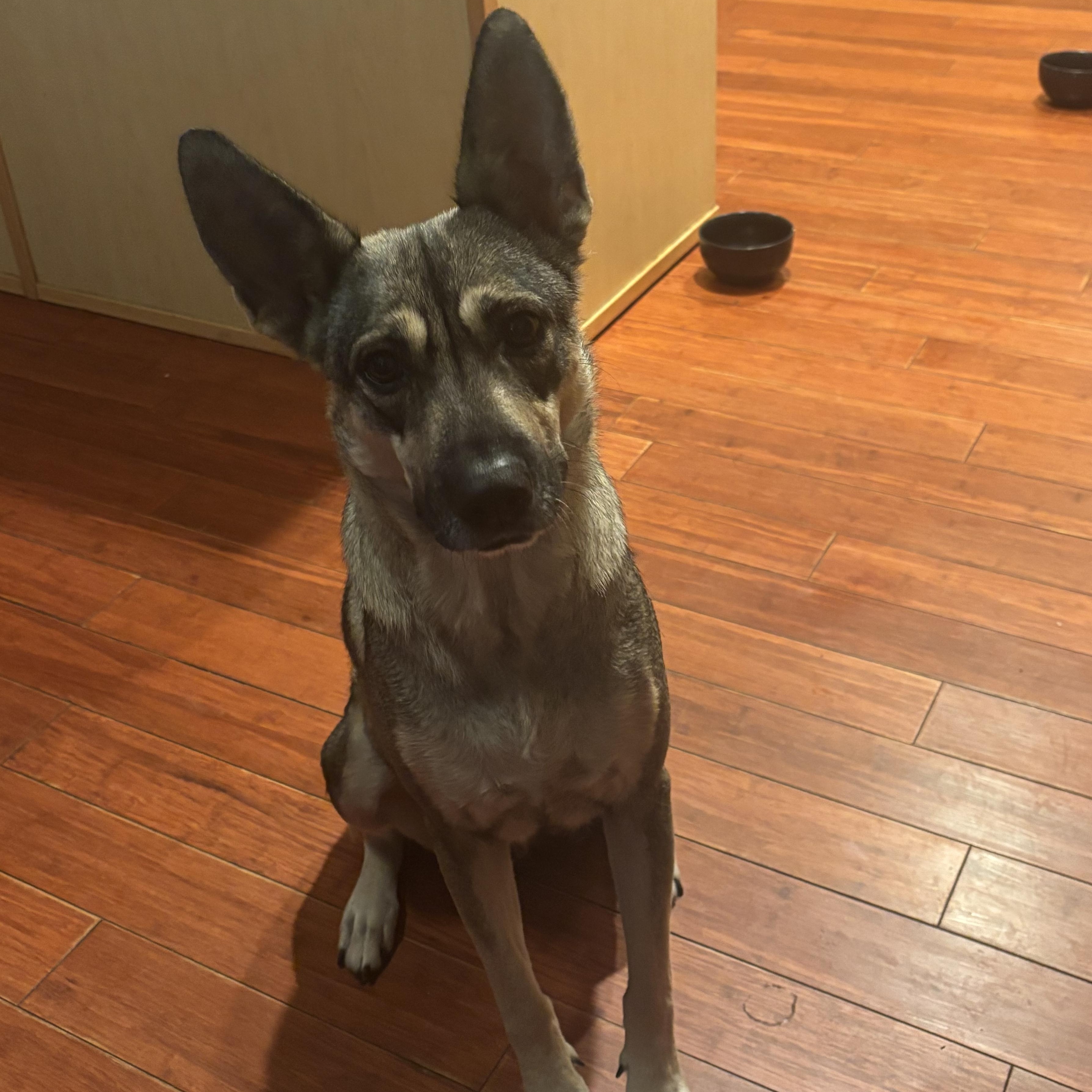 Cuba, ADOPTABLE, Young Female German Shepherd Dog.