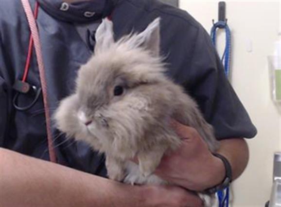 SWEETUMS, Adoptable, Young Male Bunny Rabbit.