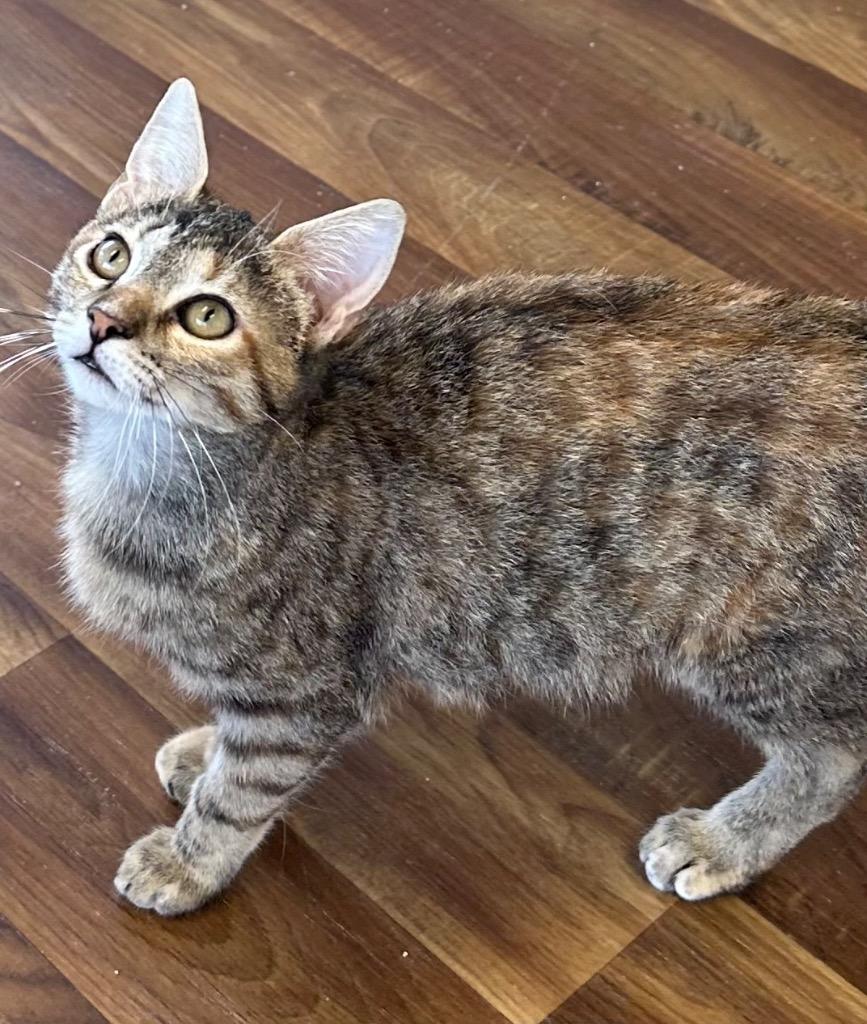 12/7/25 Parmesan, Adoptable, Kitten Female Domestic Short Hair.