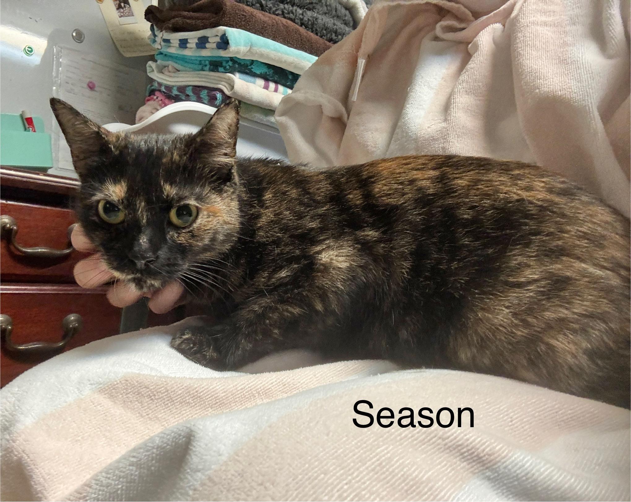 Enlarge Season  at Luna Cat Cafe, a Adoptable Domestic Short Hair in Ellicott City, MD image 1/2