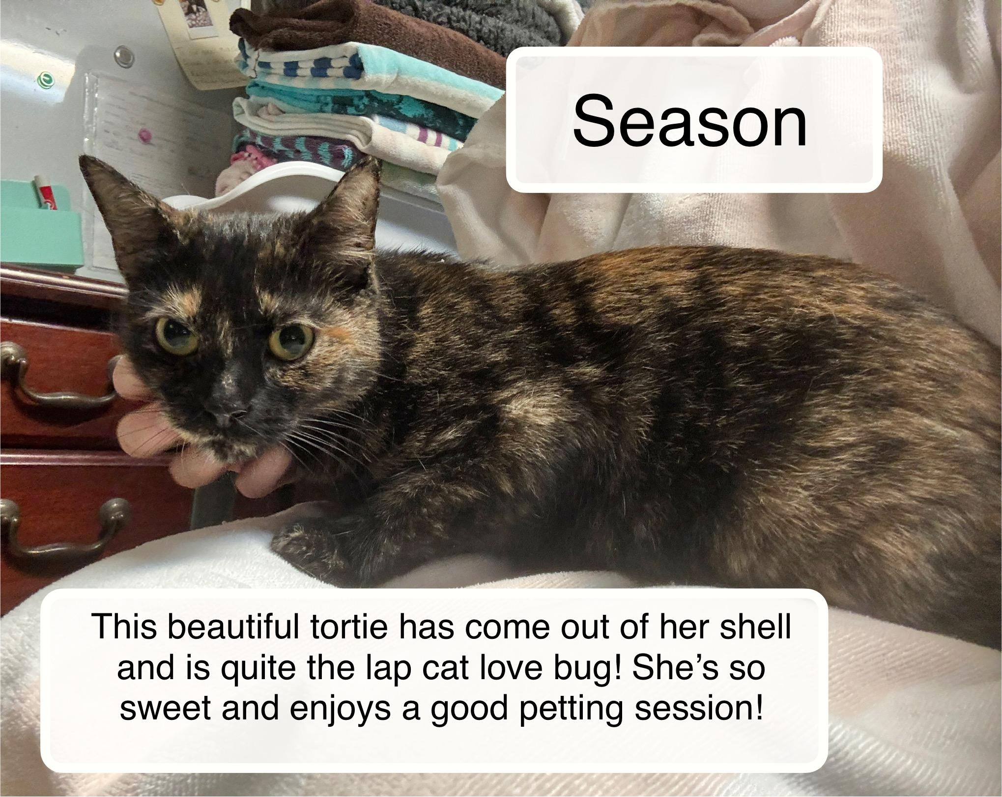 Season  at Luna Cat Cafe, Adoptable, Adult Female Domestic Short Hair.