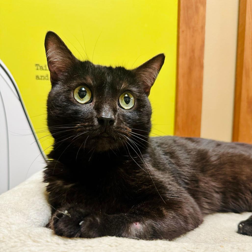 Binx, Adoptable, Young Male Domestic Short Hair.